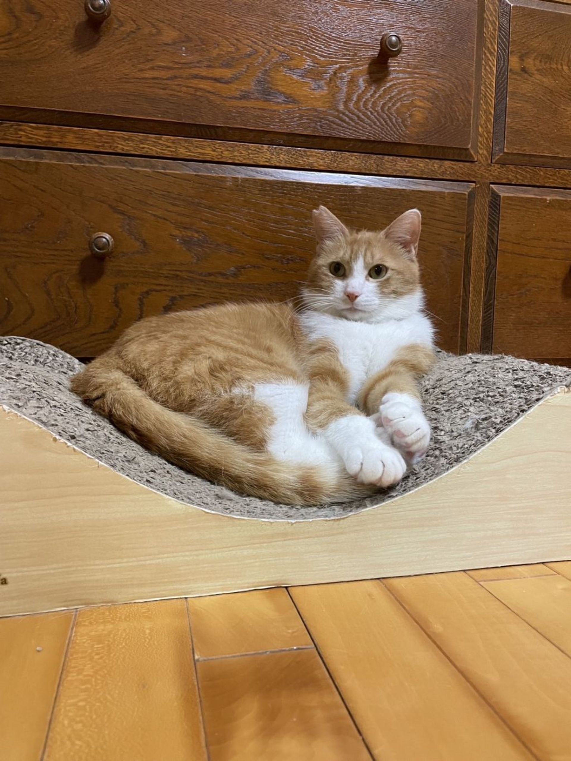 日本猫・オスの里親募集の写真
