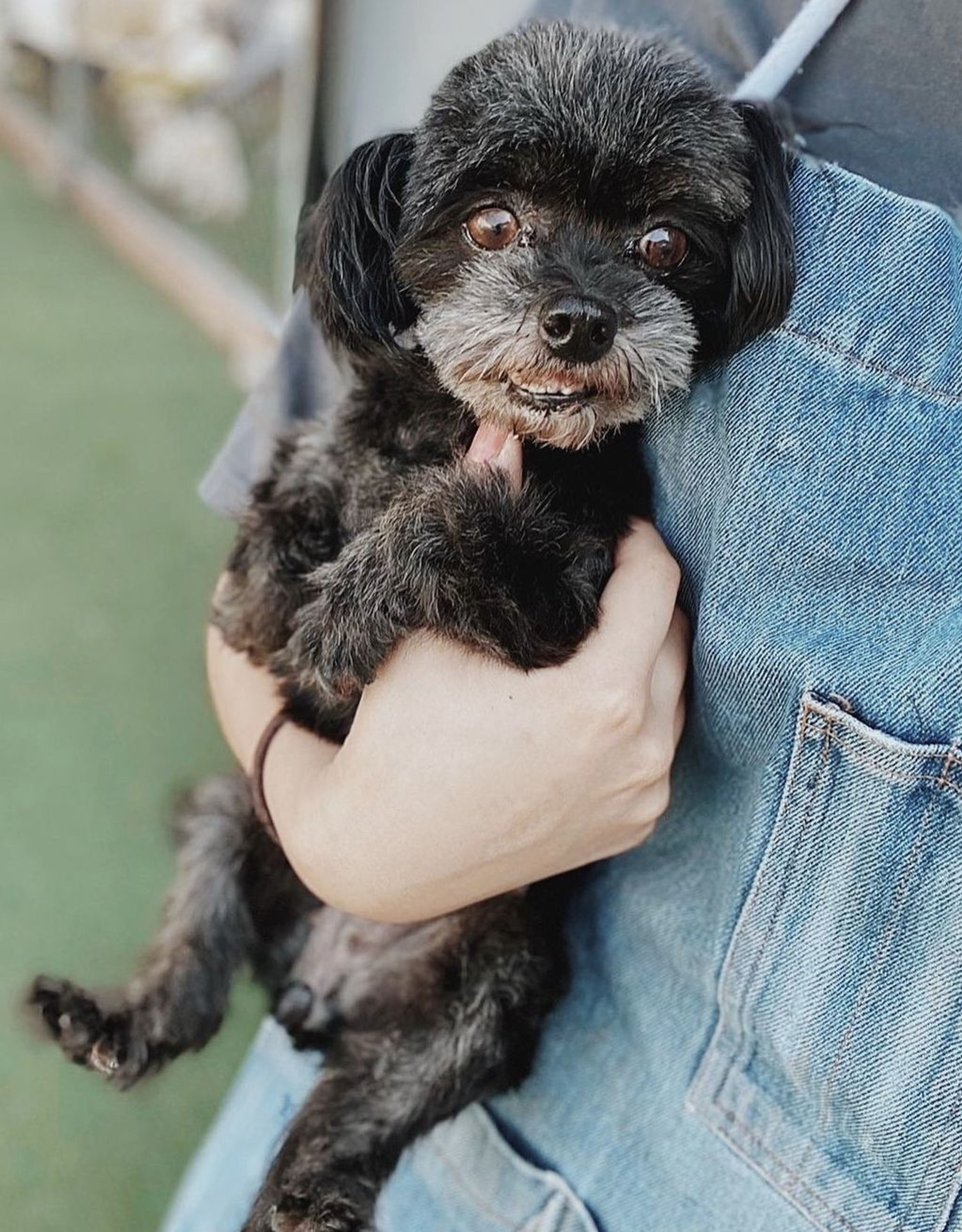雑種（ミックス犬）・メスの里親募集の写真
