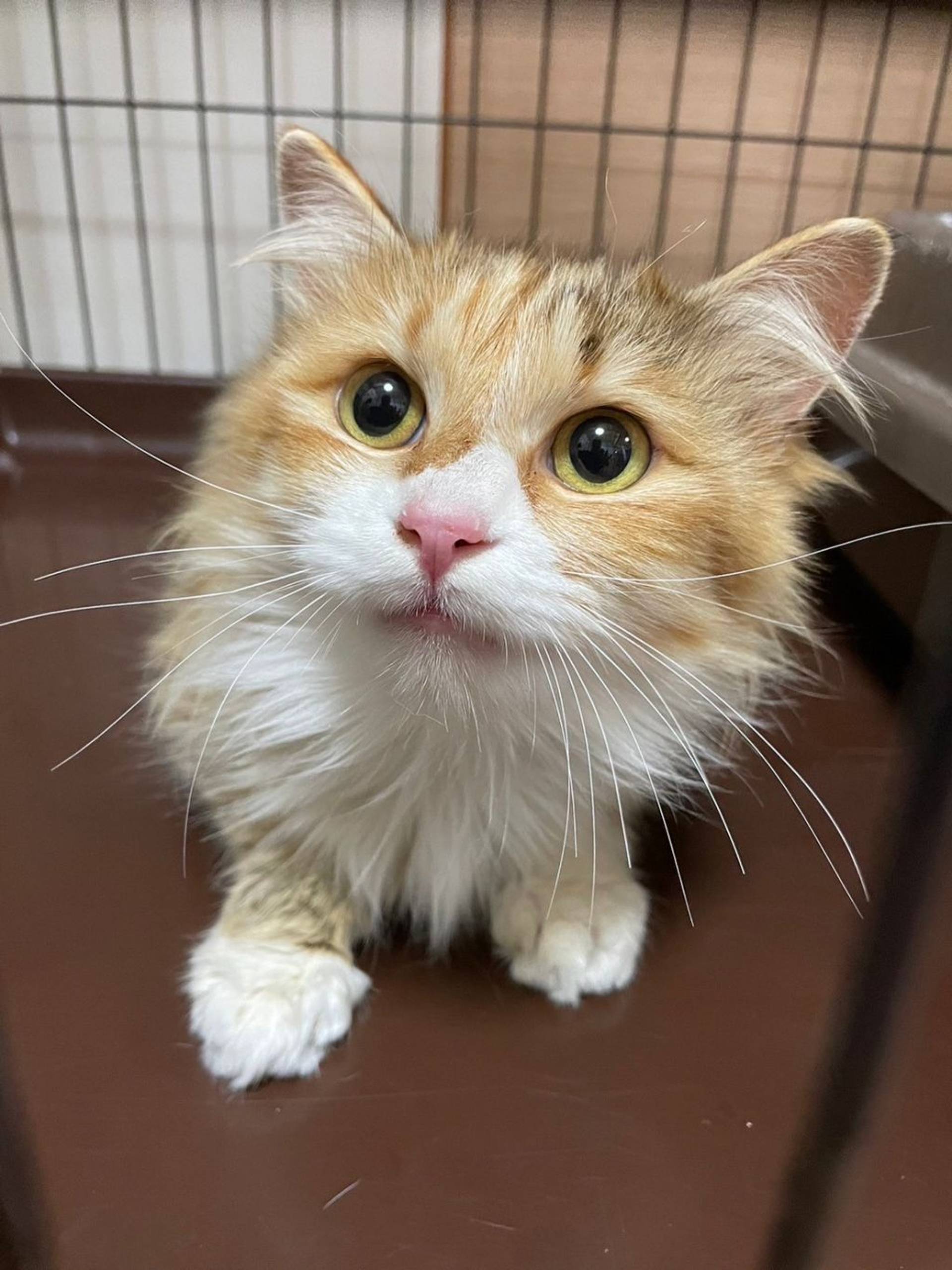 雑種（ミックス猫）・メスの里親募集の写真