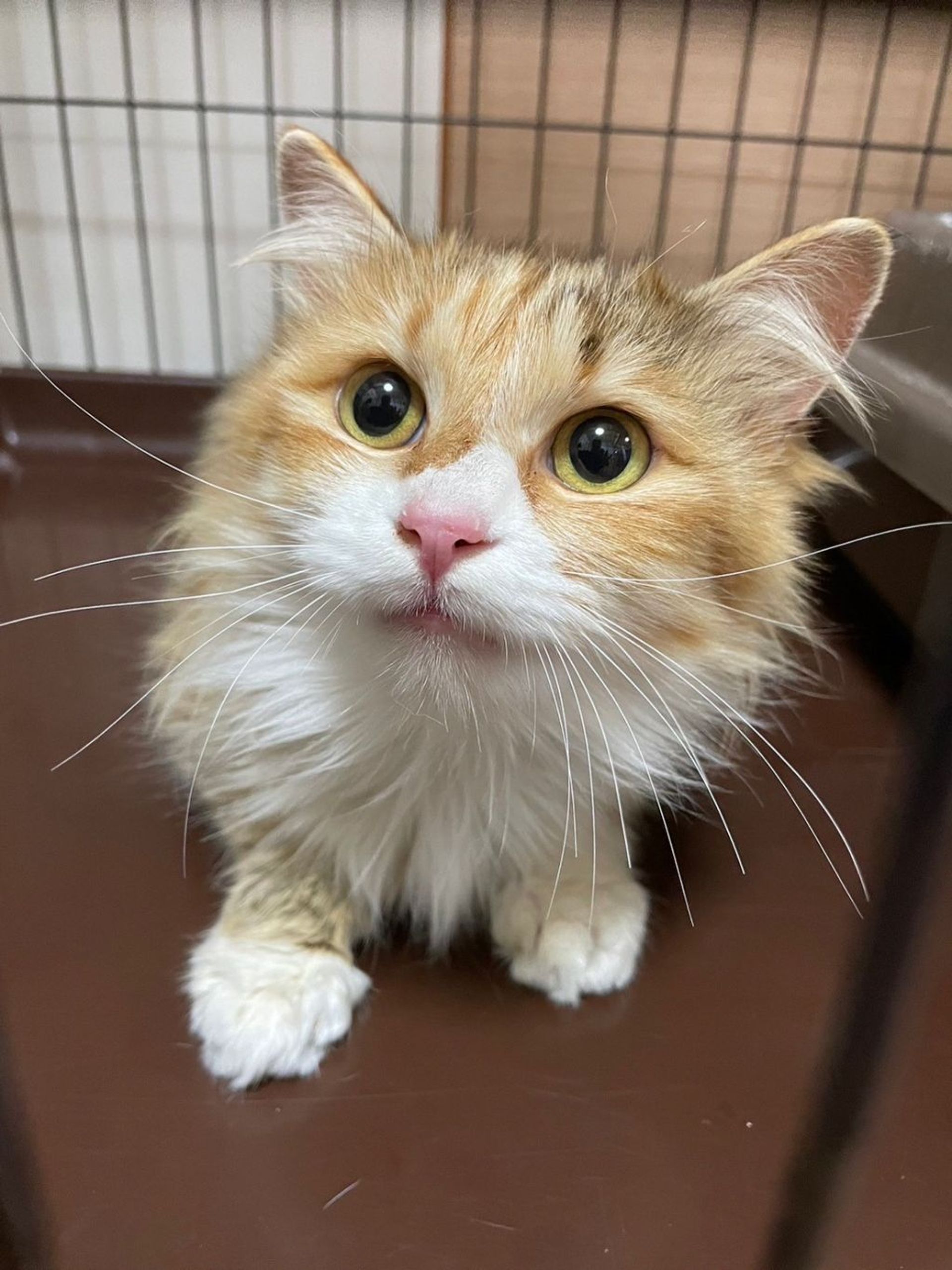 雑種（ミックス猫）・メスの里親募集の写真