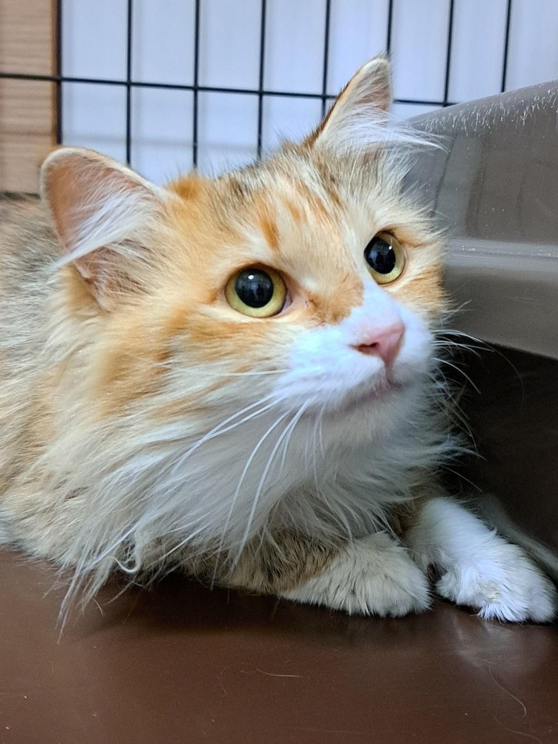 pet-image-3
