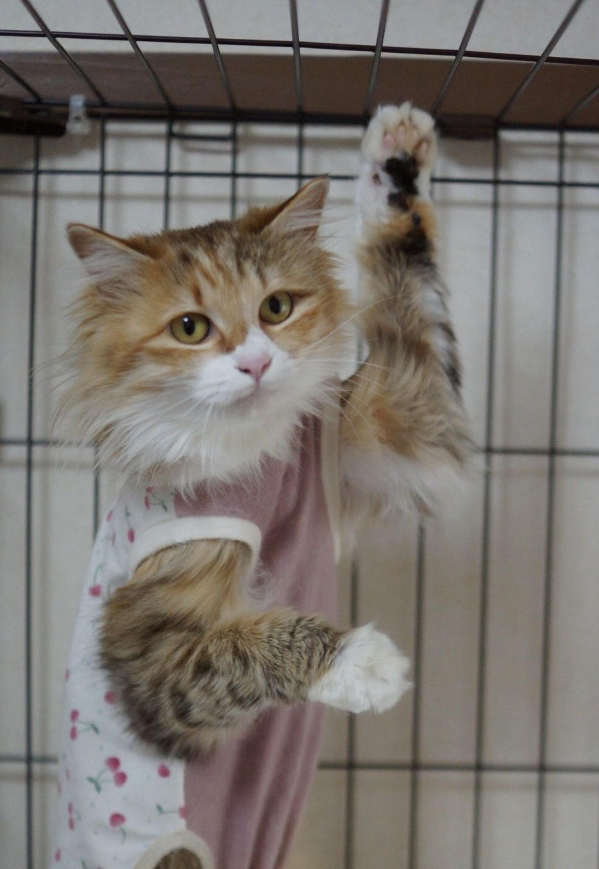 pet-image-4