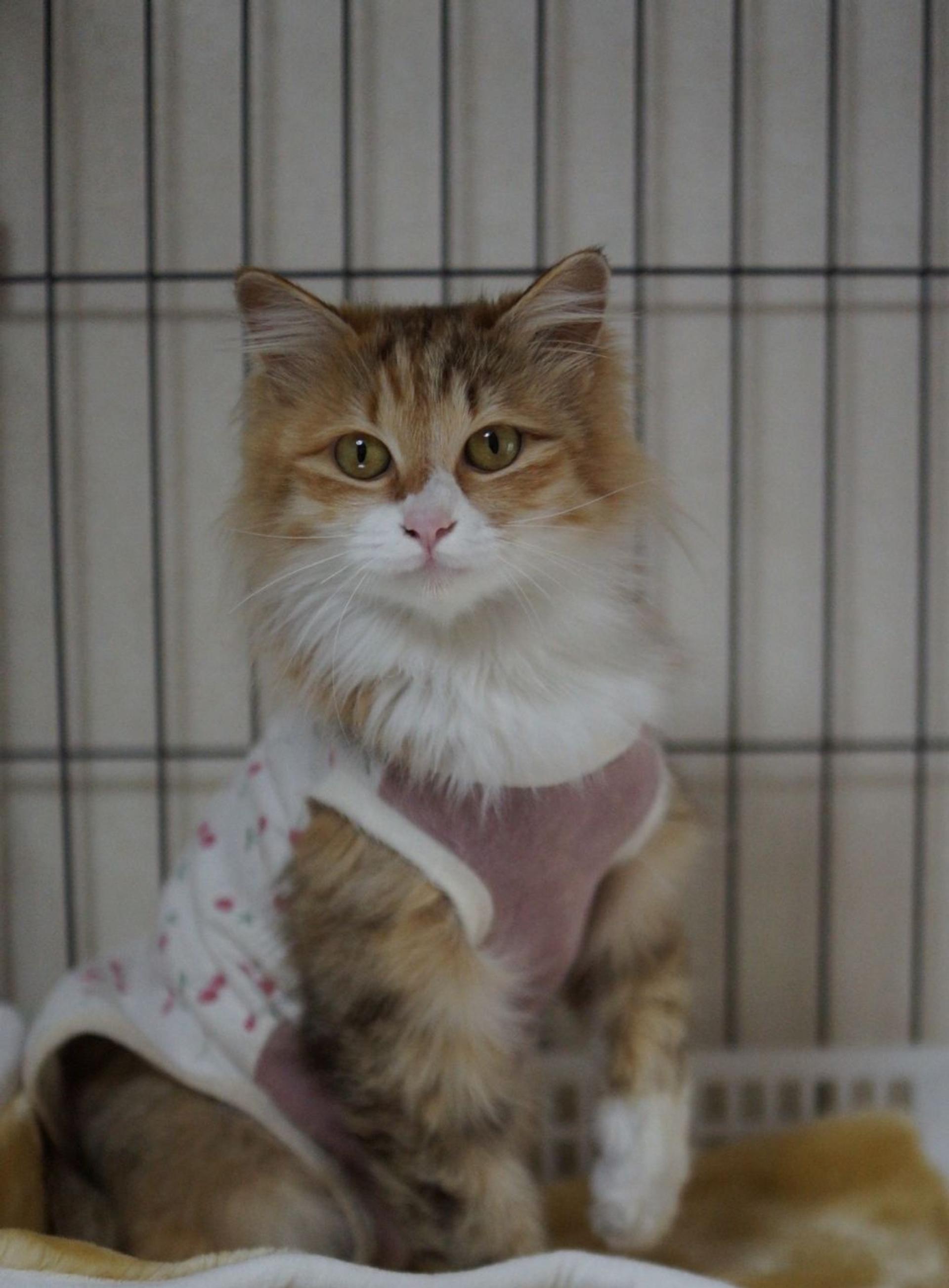 pet-image-5
