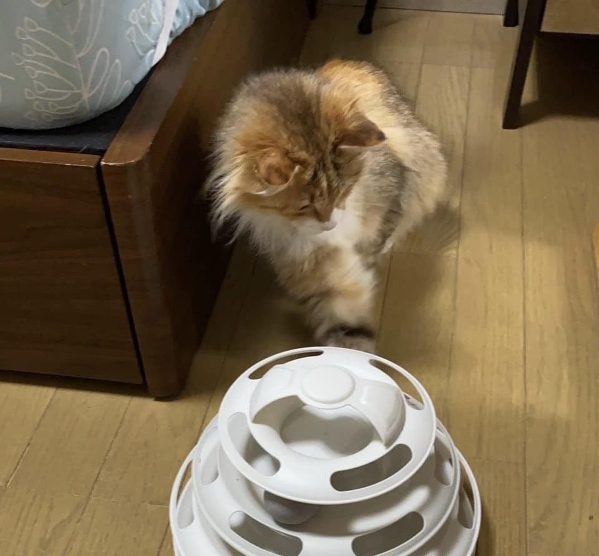 pet-image-6