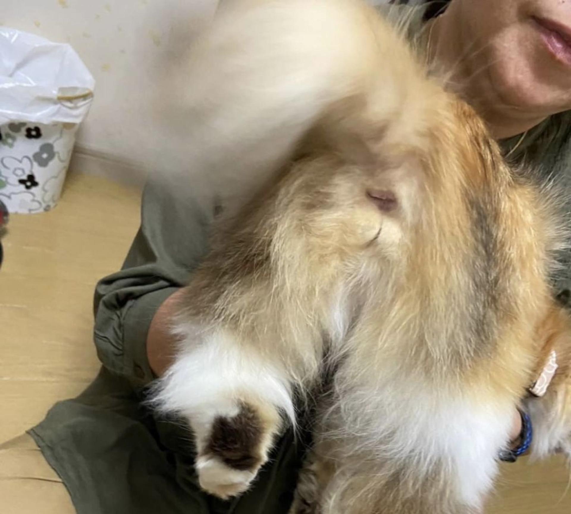 pet-image-7