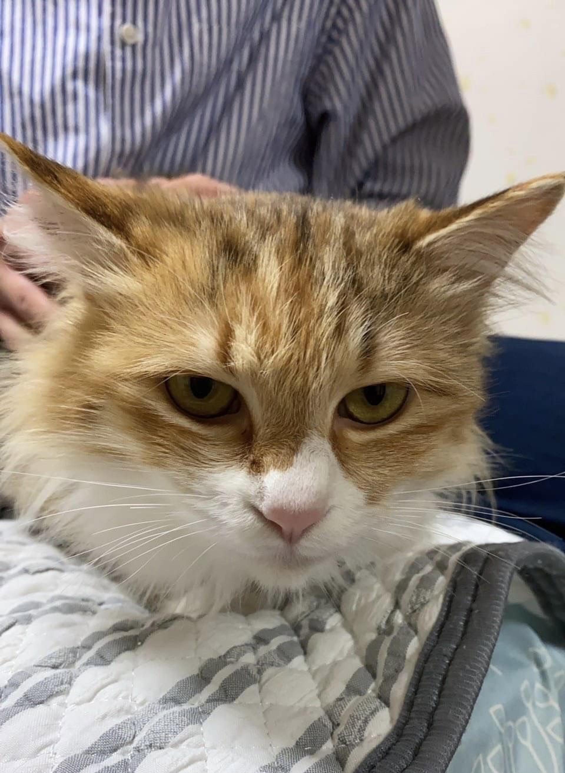 pet-image-8
