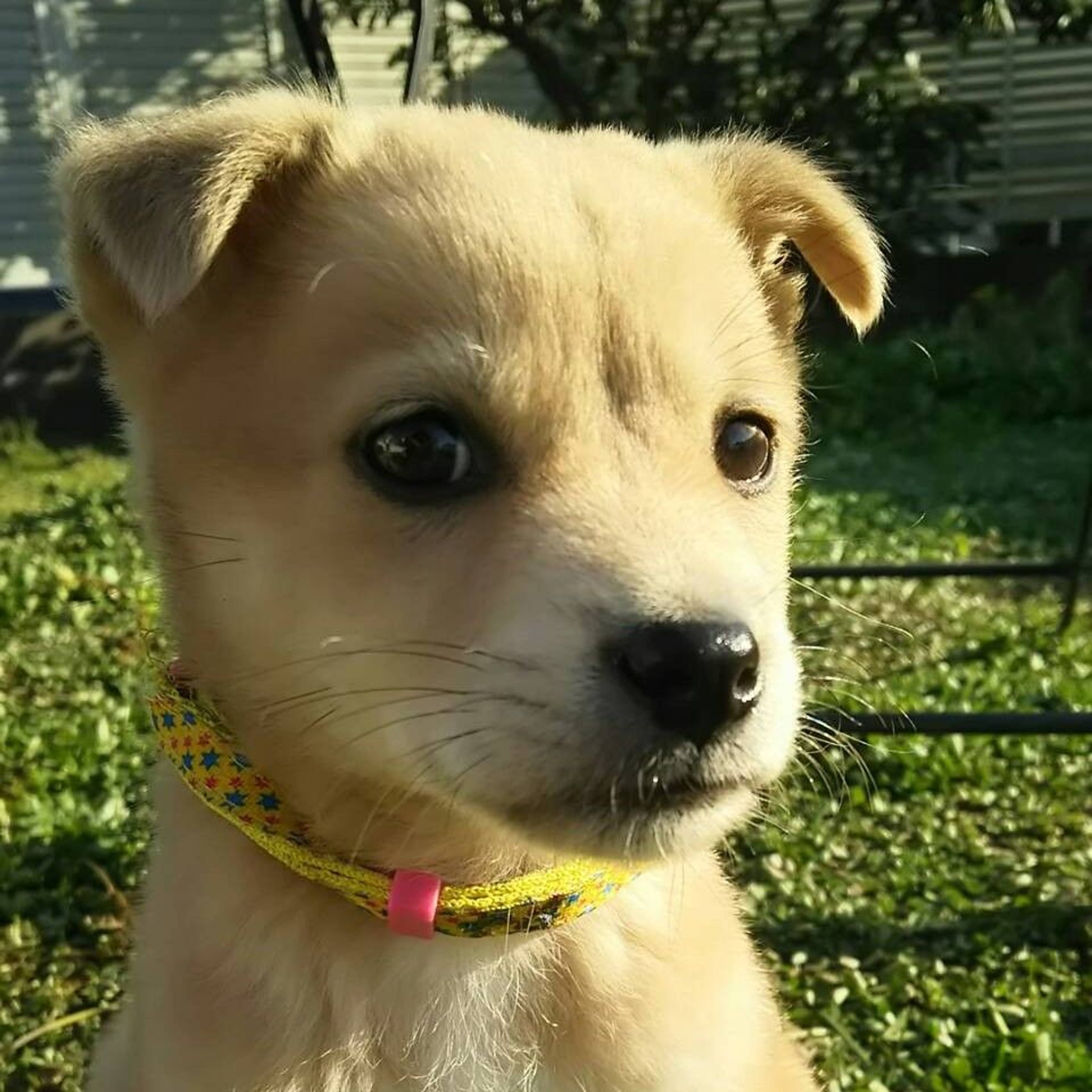 雑種（ミックス犬）・オスの里親募集の写真