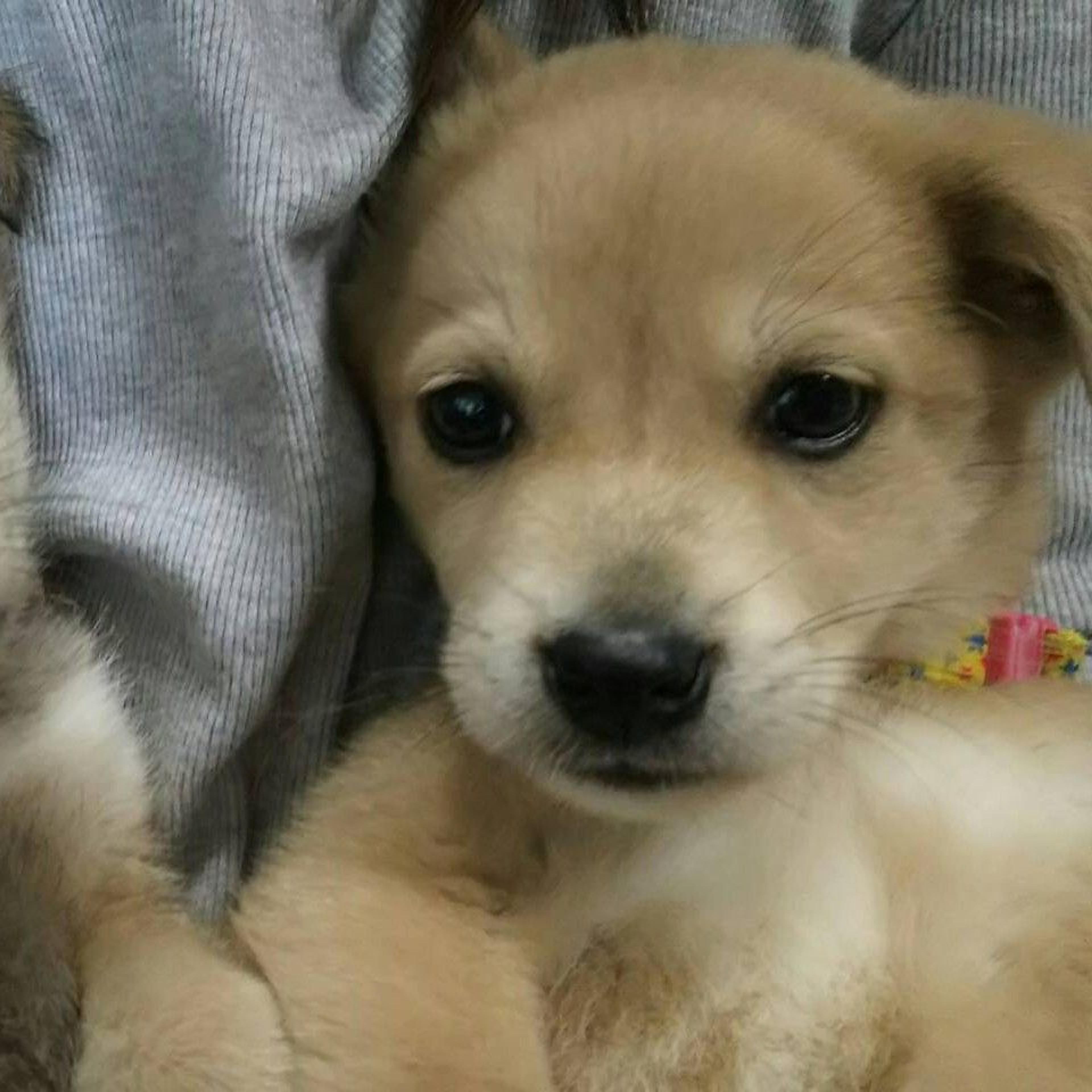 pet-image-2