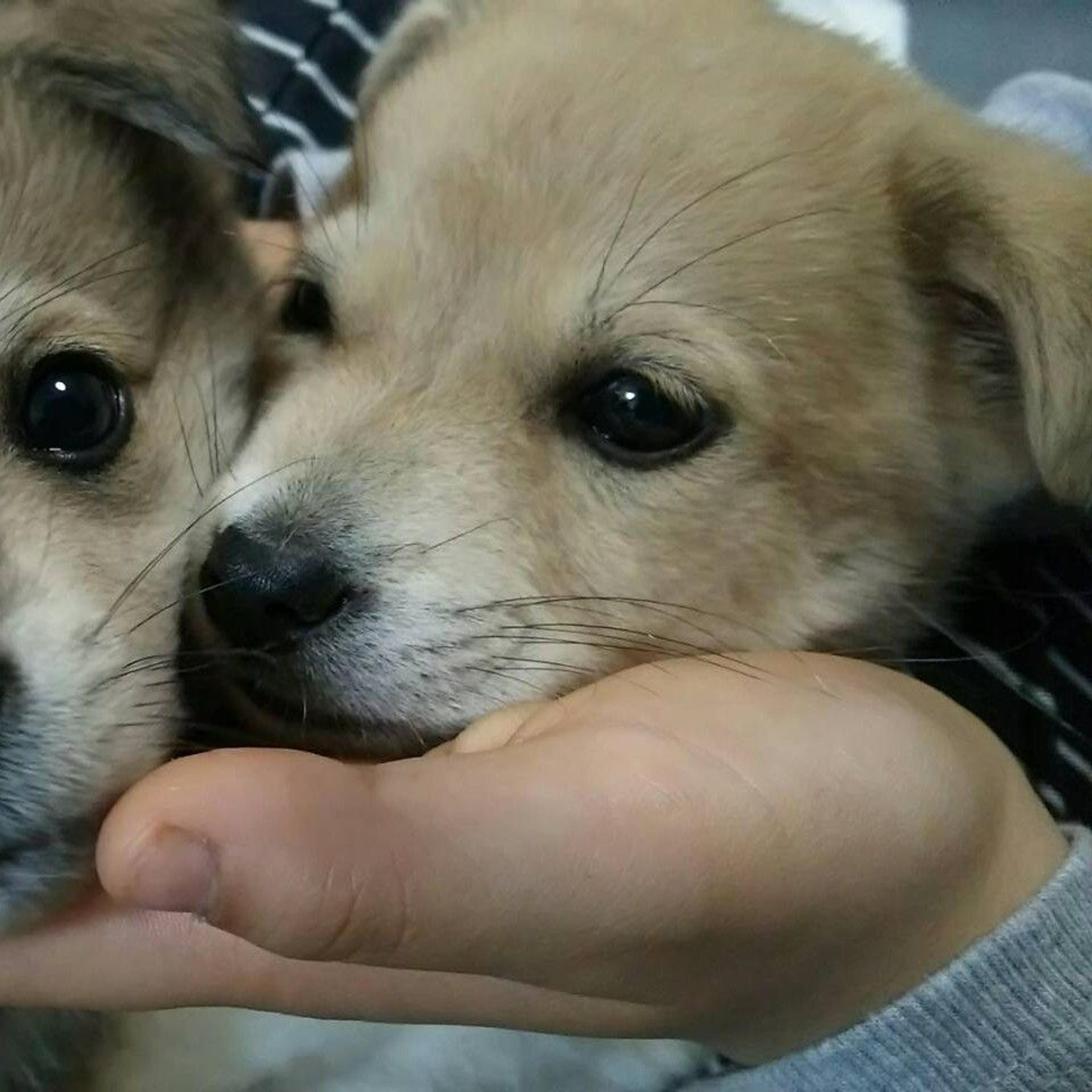pet-image-3