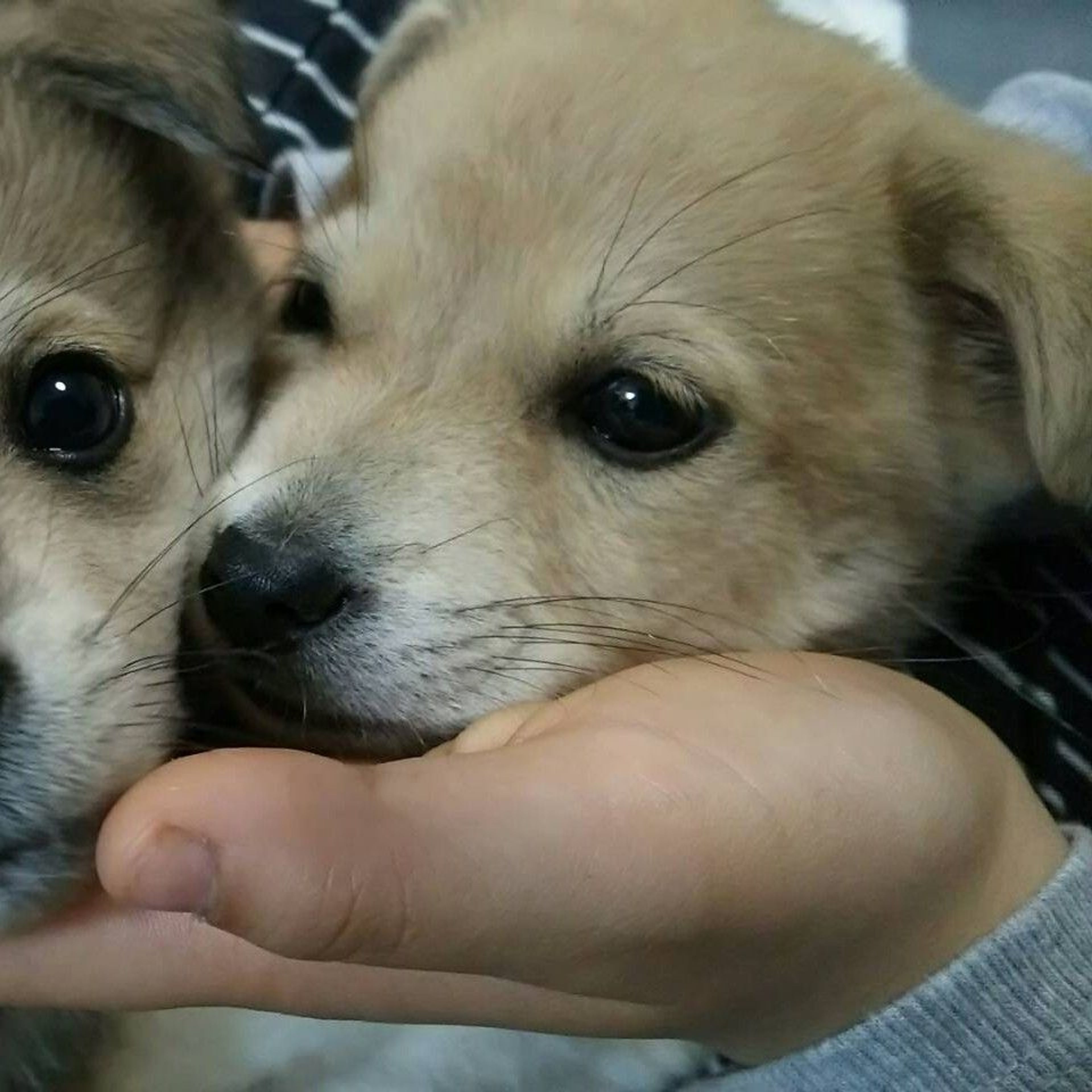pet-image-3
