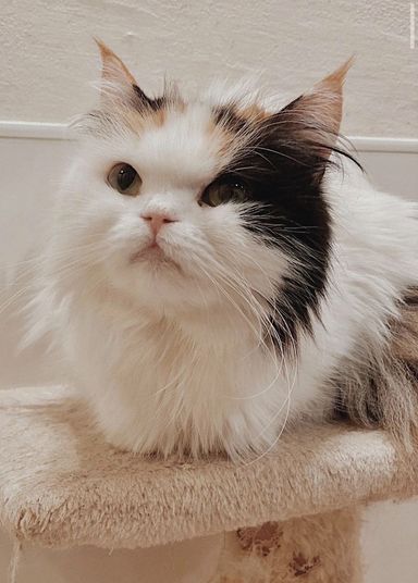 つつじの写真