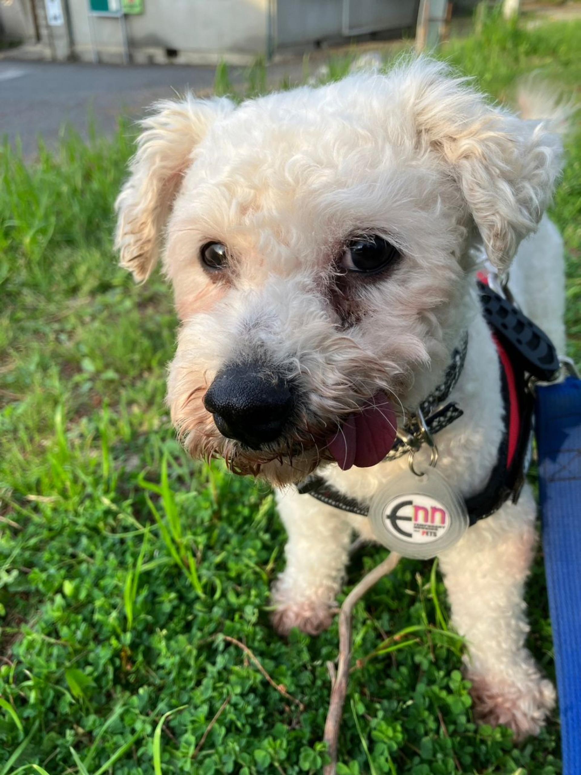 pet-image-2