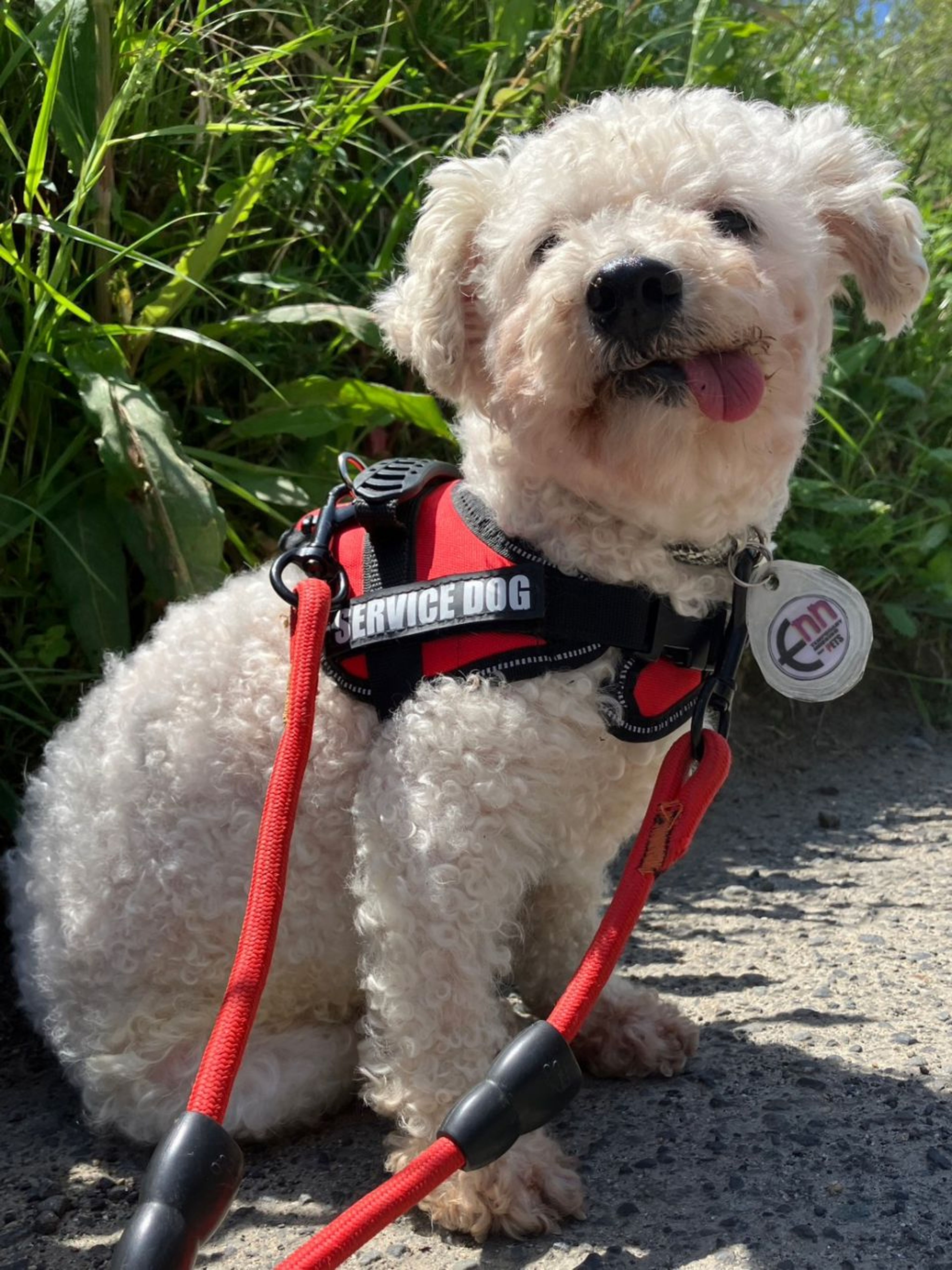 pet-image-3