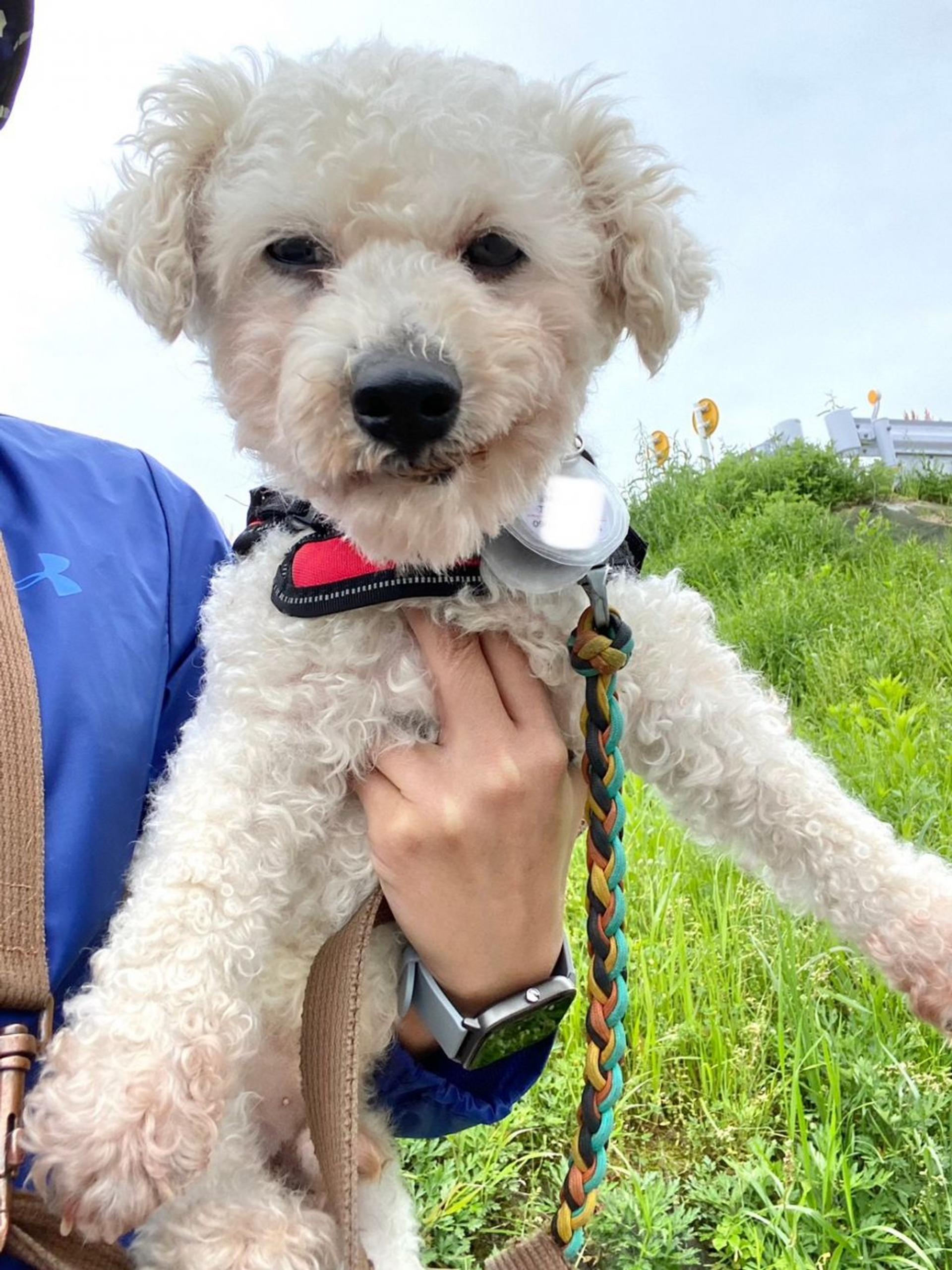 pet-image-5