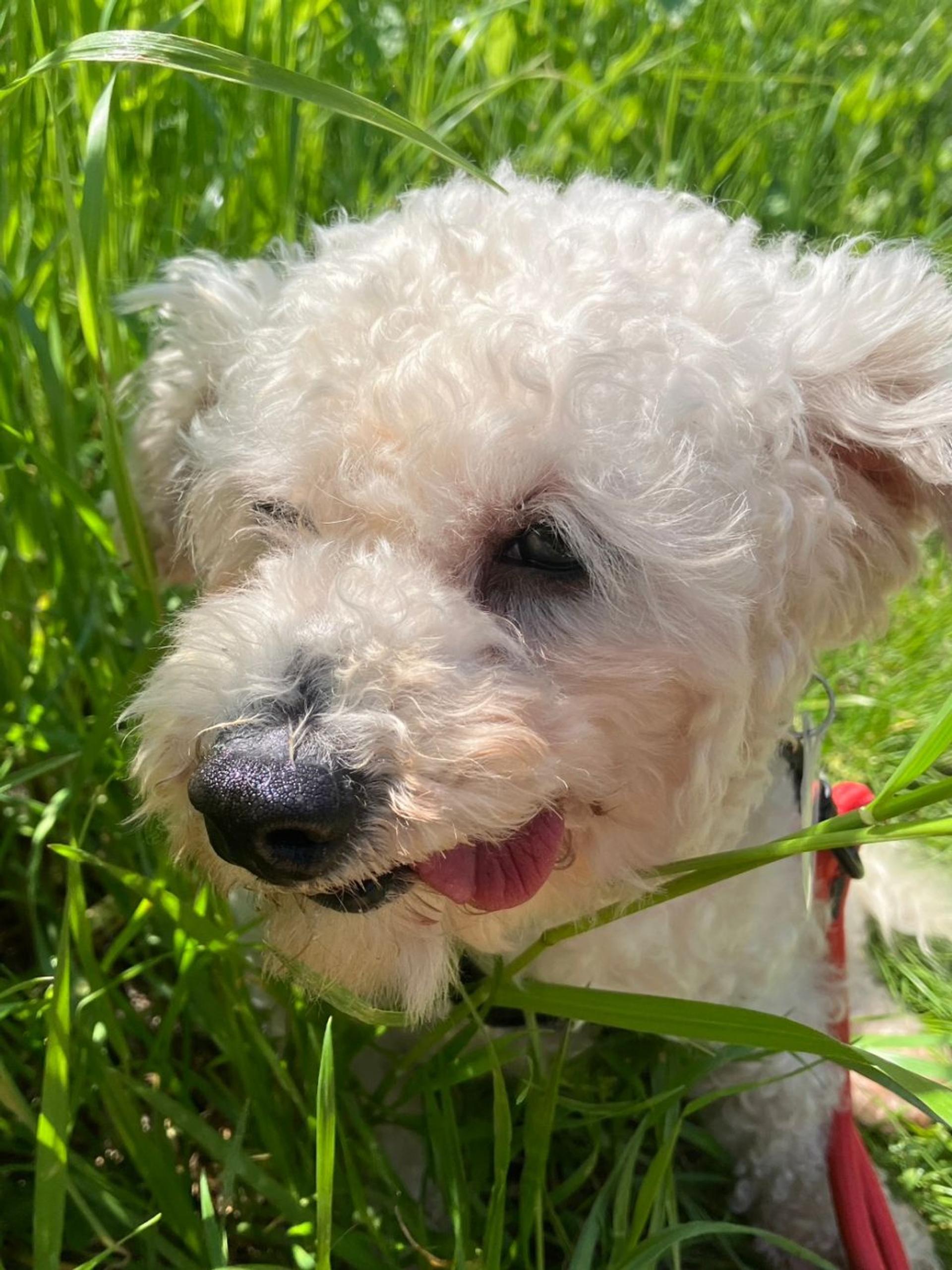 pet-image-6