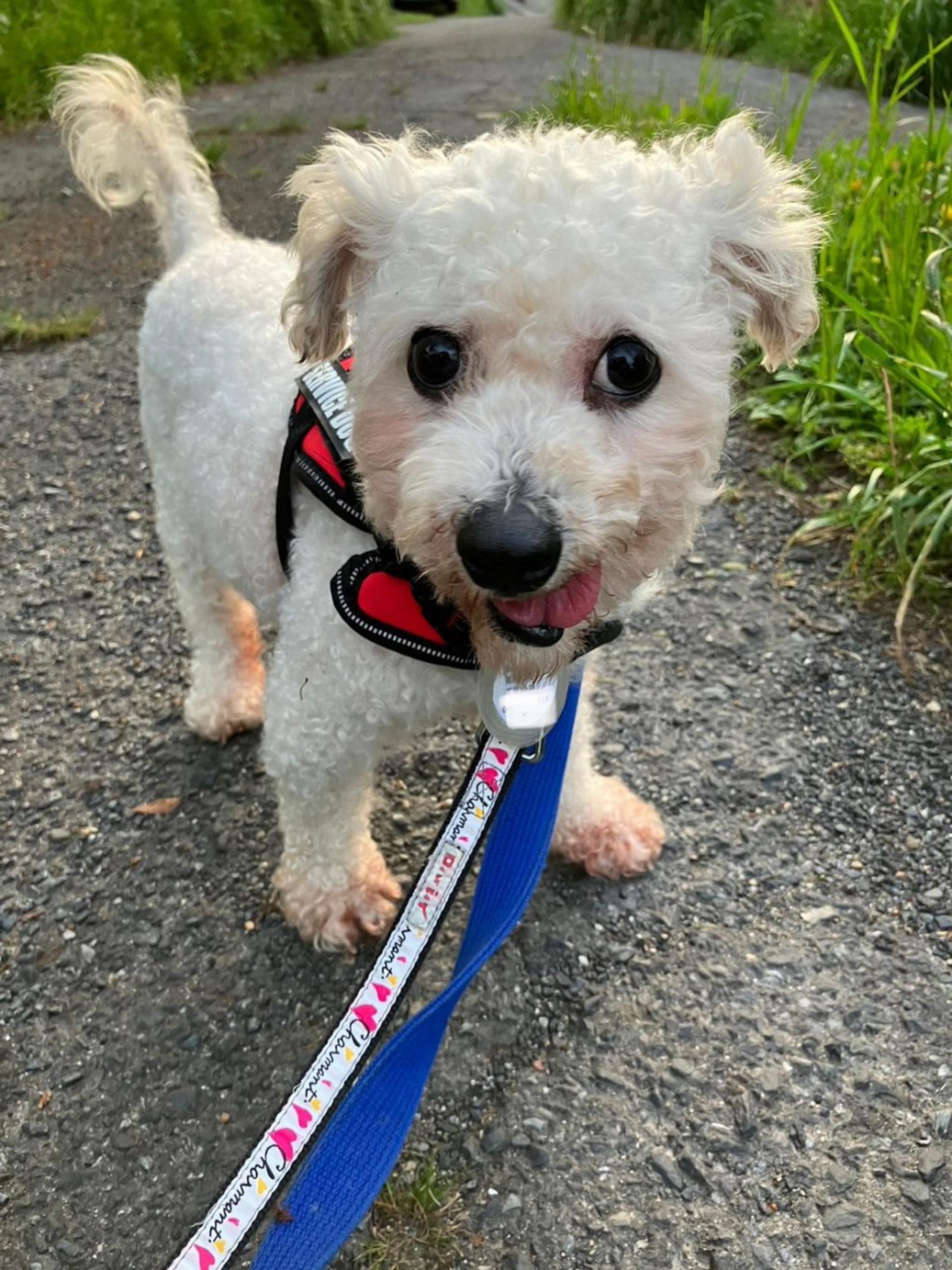 pet-image-8