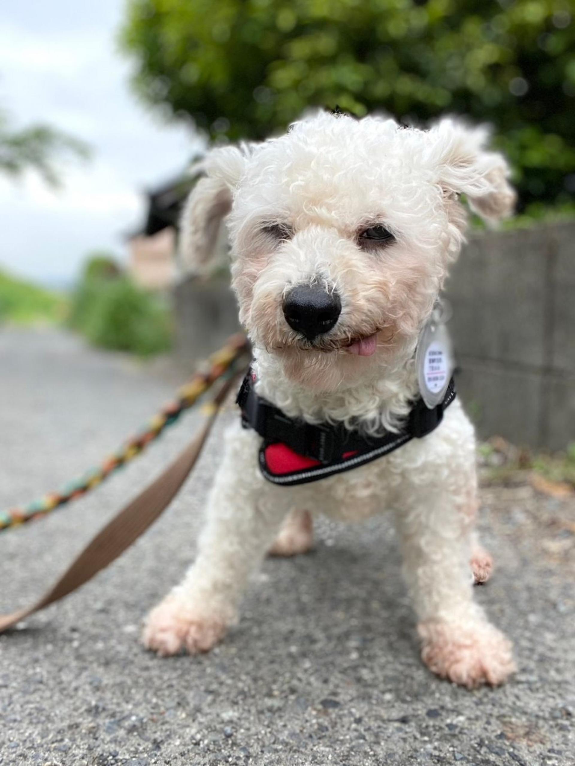 pet-image-9