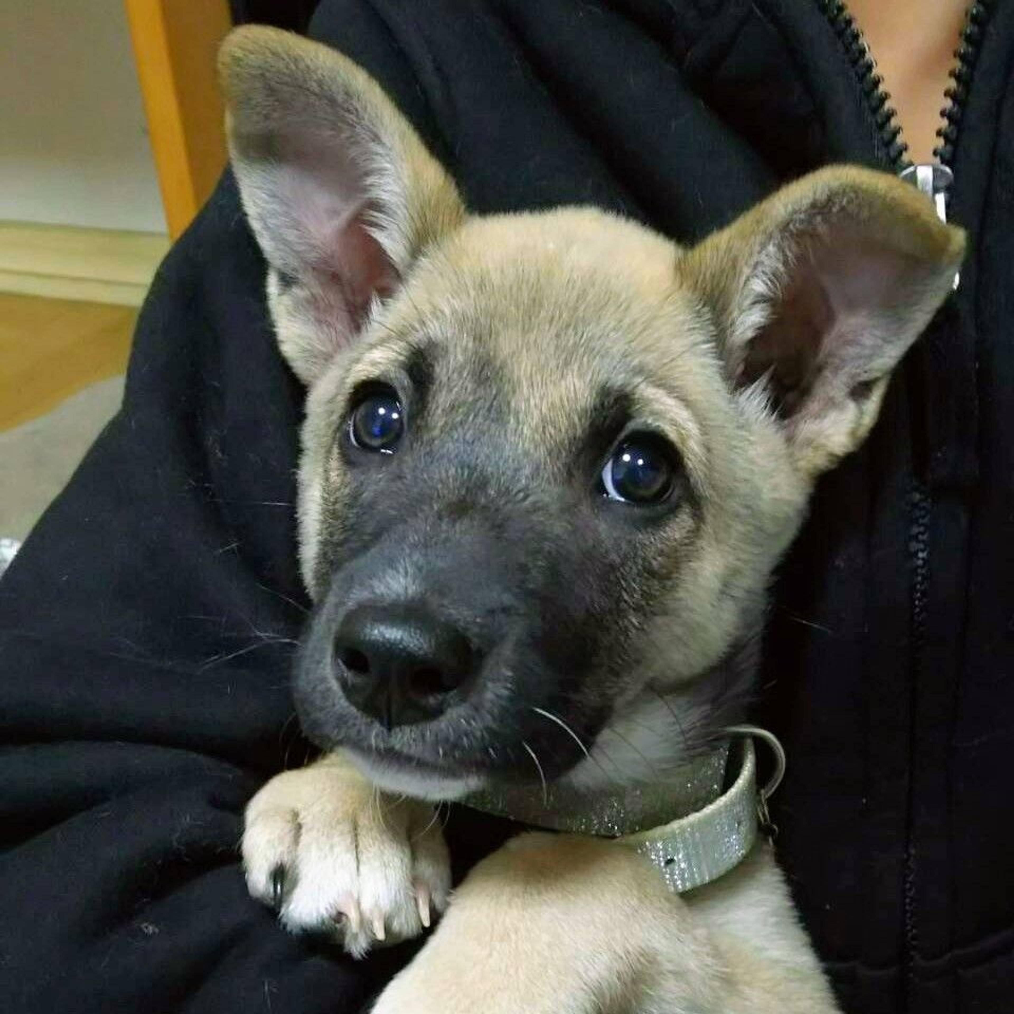 雑種（ミックス犬）・メスの里親募集の写真