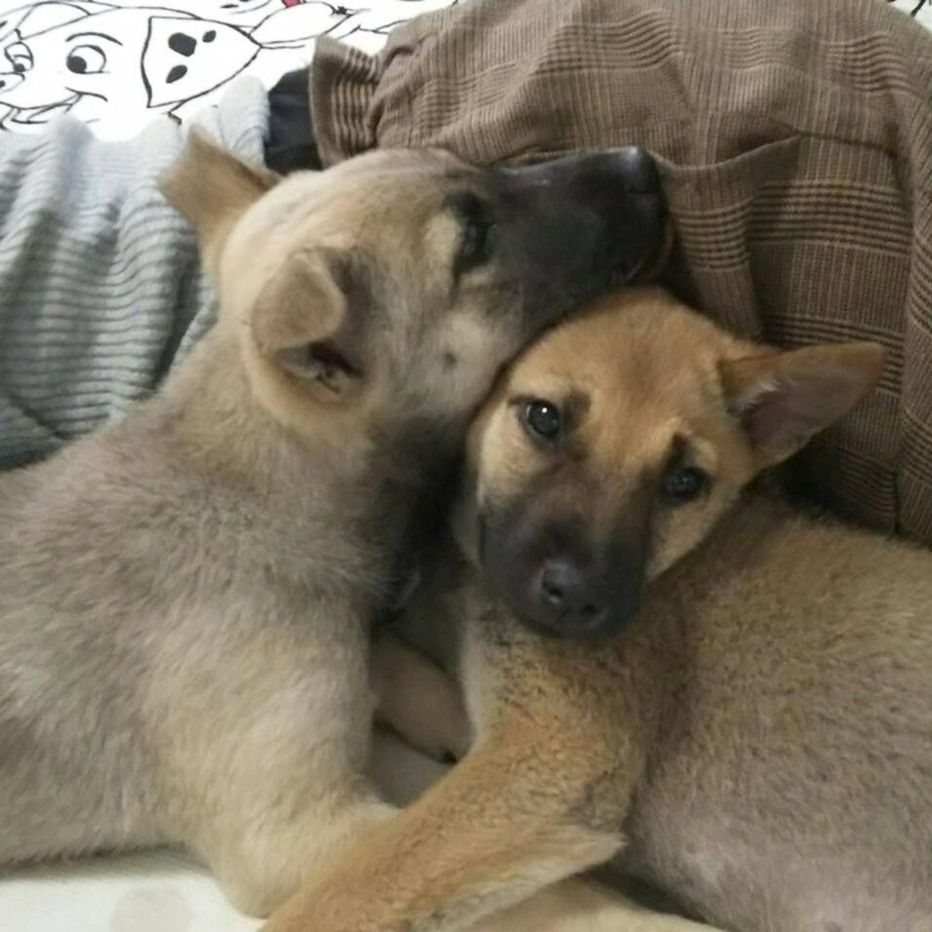 pet-image-3