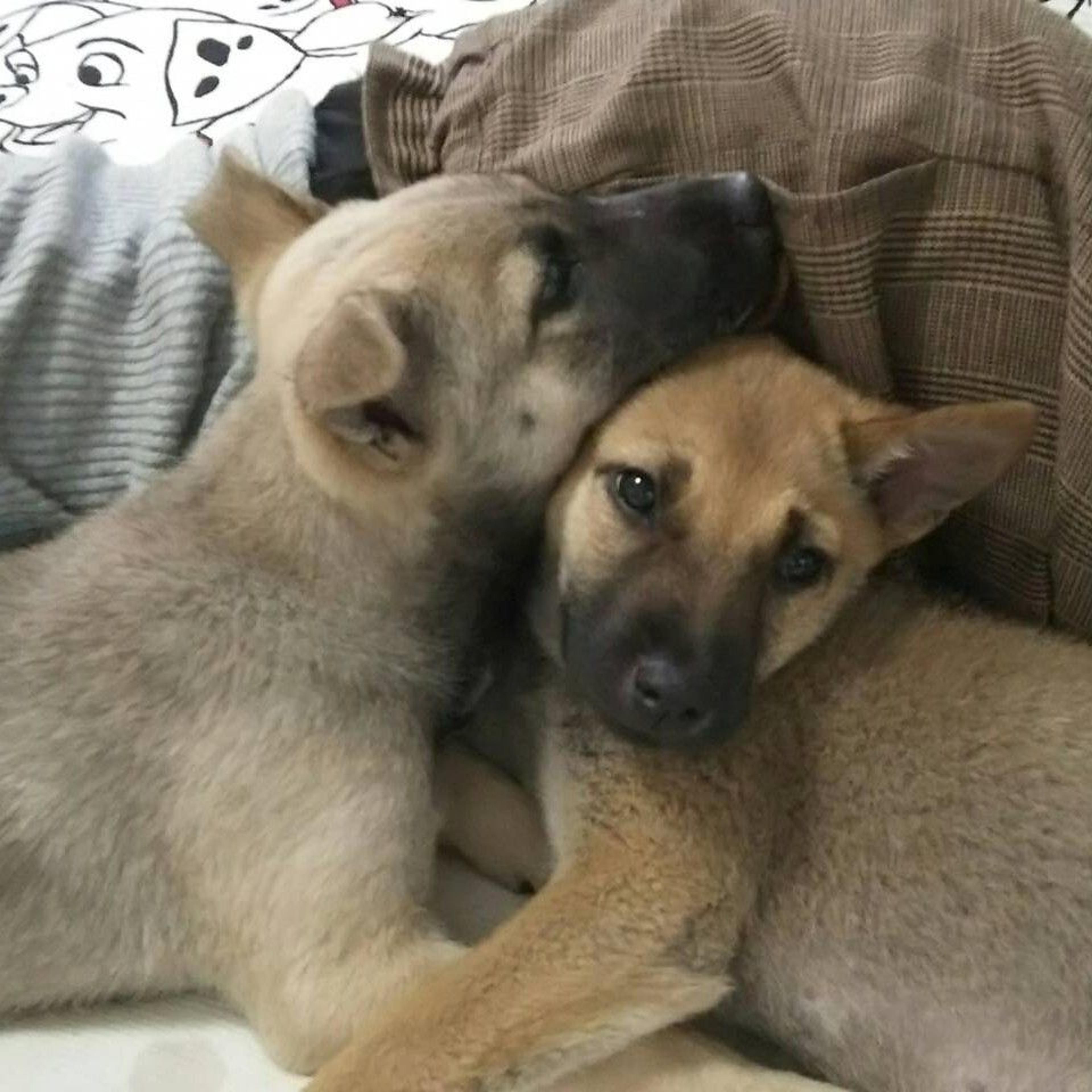 pet-image-3