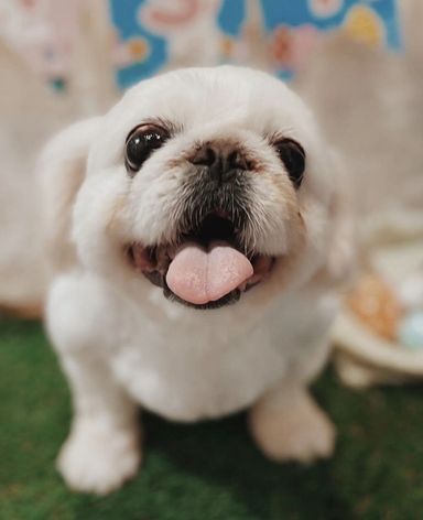 ボーダフォンの写真
