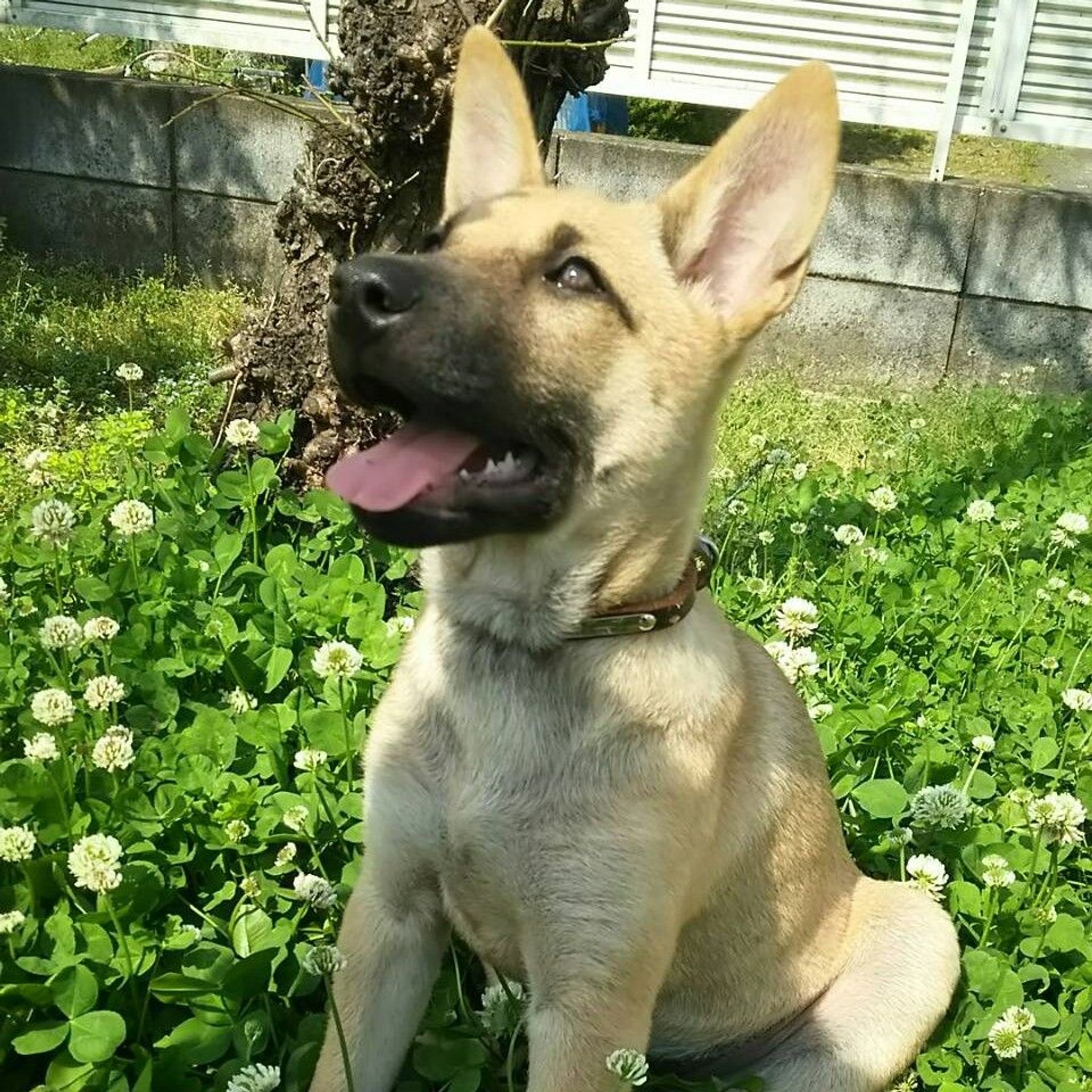 雑種（ミックス犬）・メスの里親募集の写真