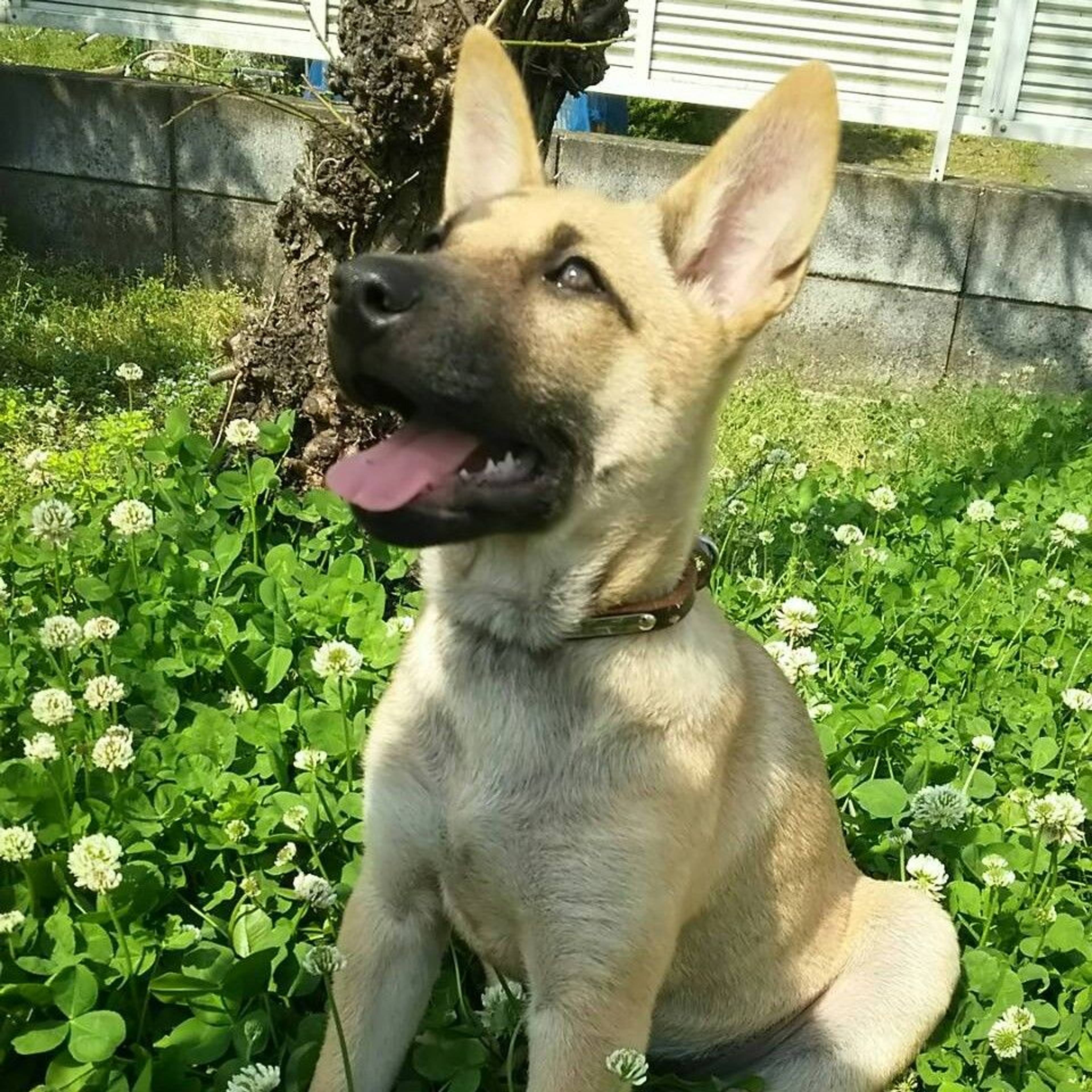 雑種（ミックス犬）・メスの里親募集の写真