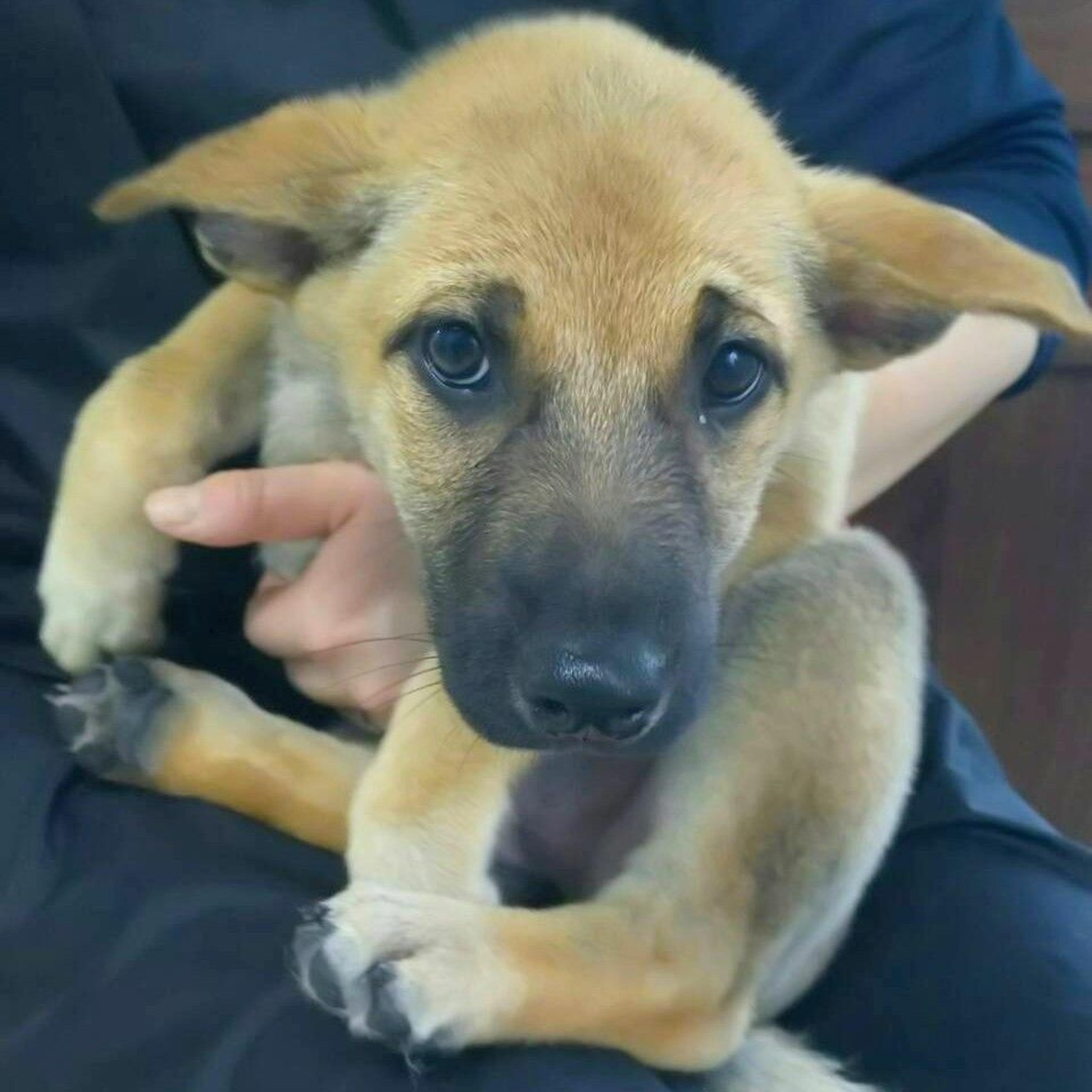 pet-image-2