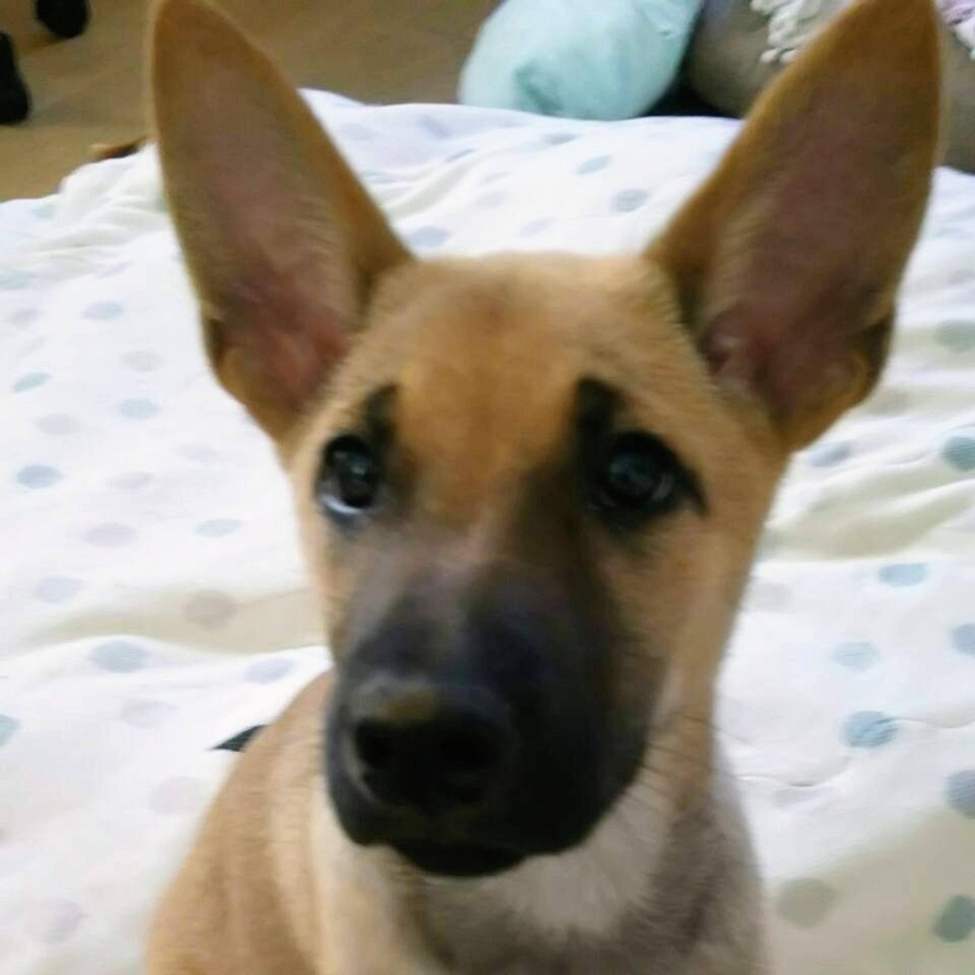 pet-image-3
