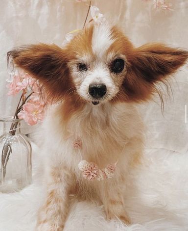 カムイの写真