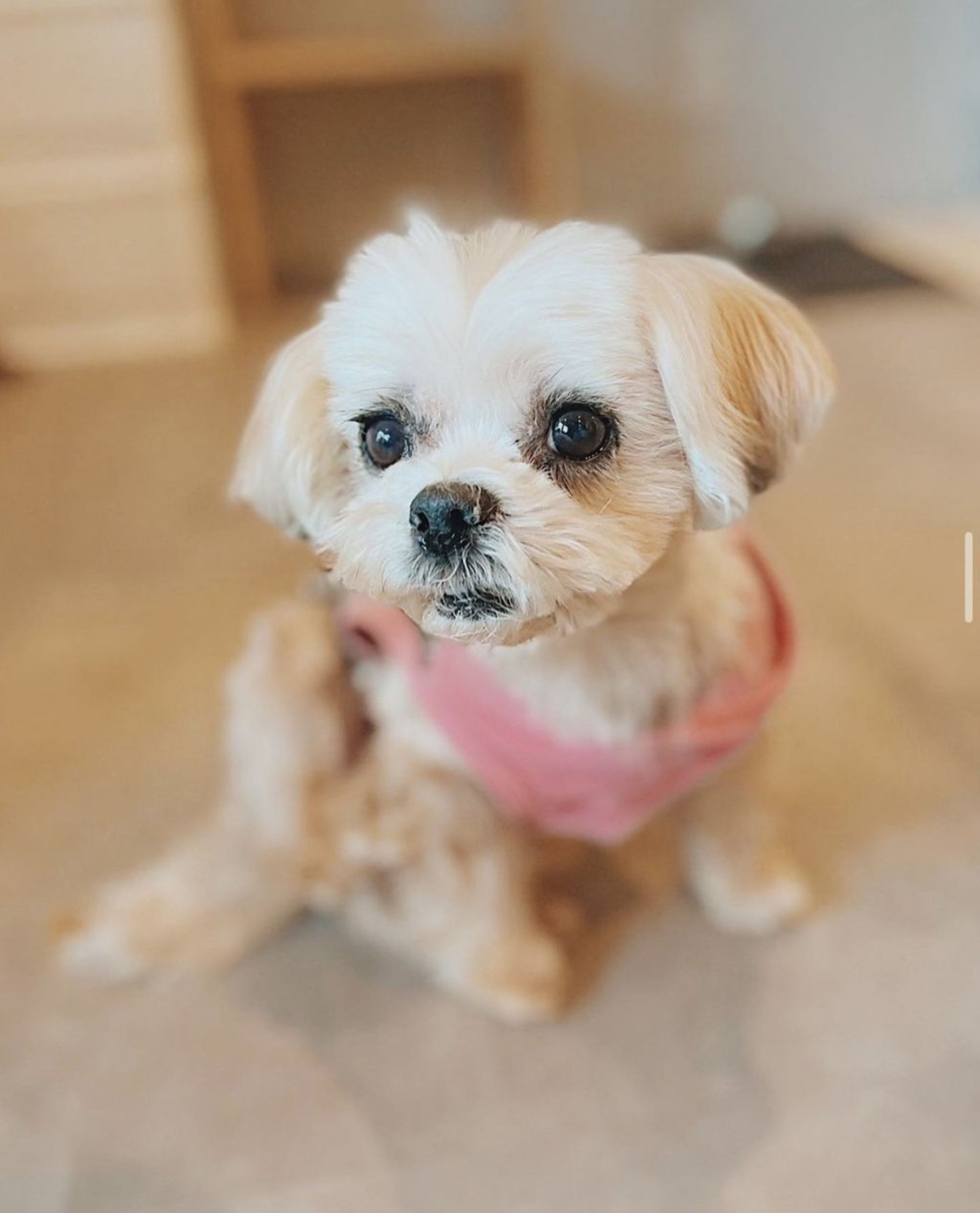 雑種（ミックス犬）・メスの里親募集の写真