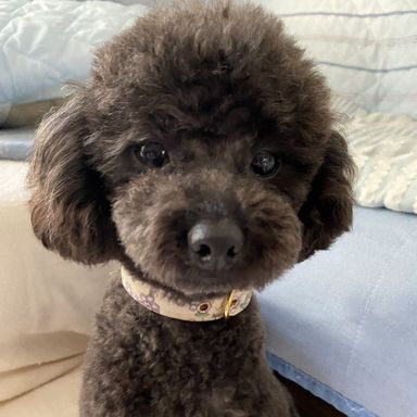 レザンちゃん