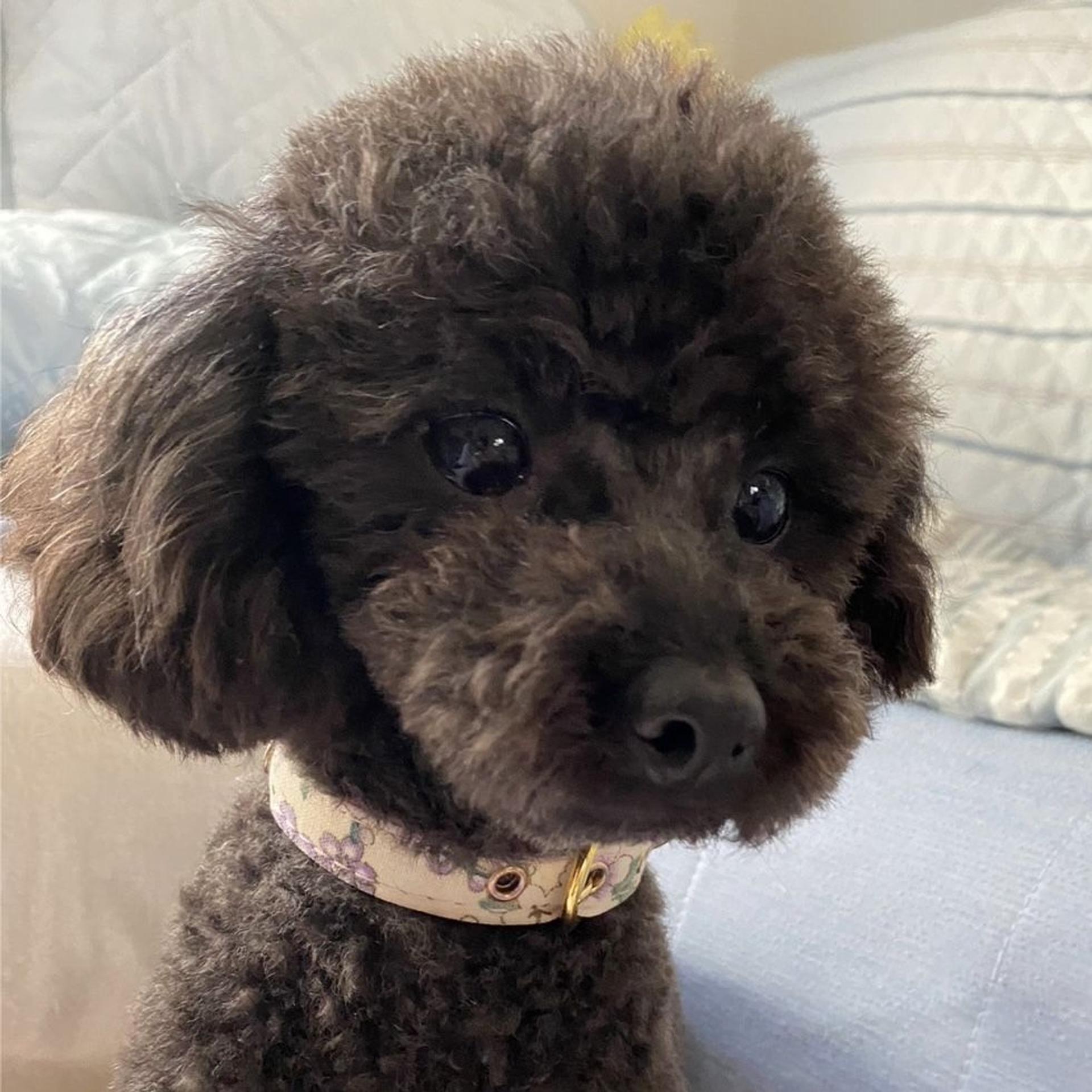 pet-image-2