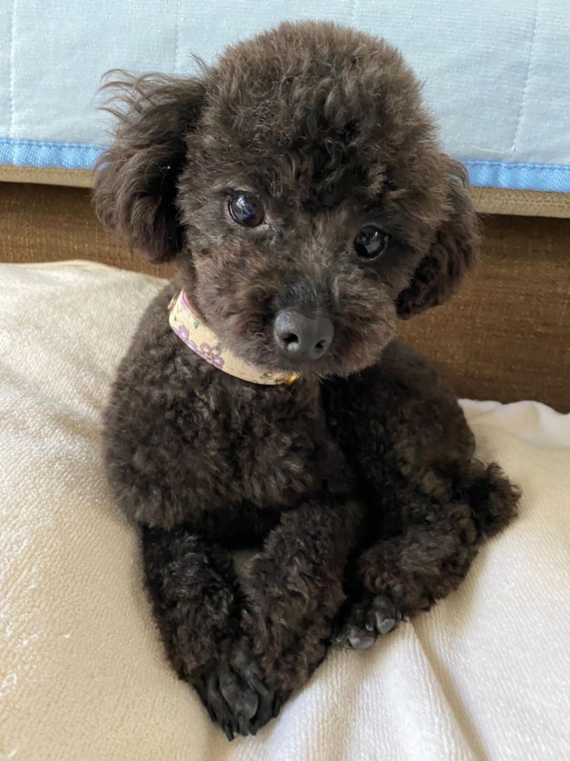 pet-image-3
