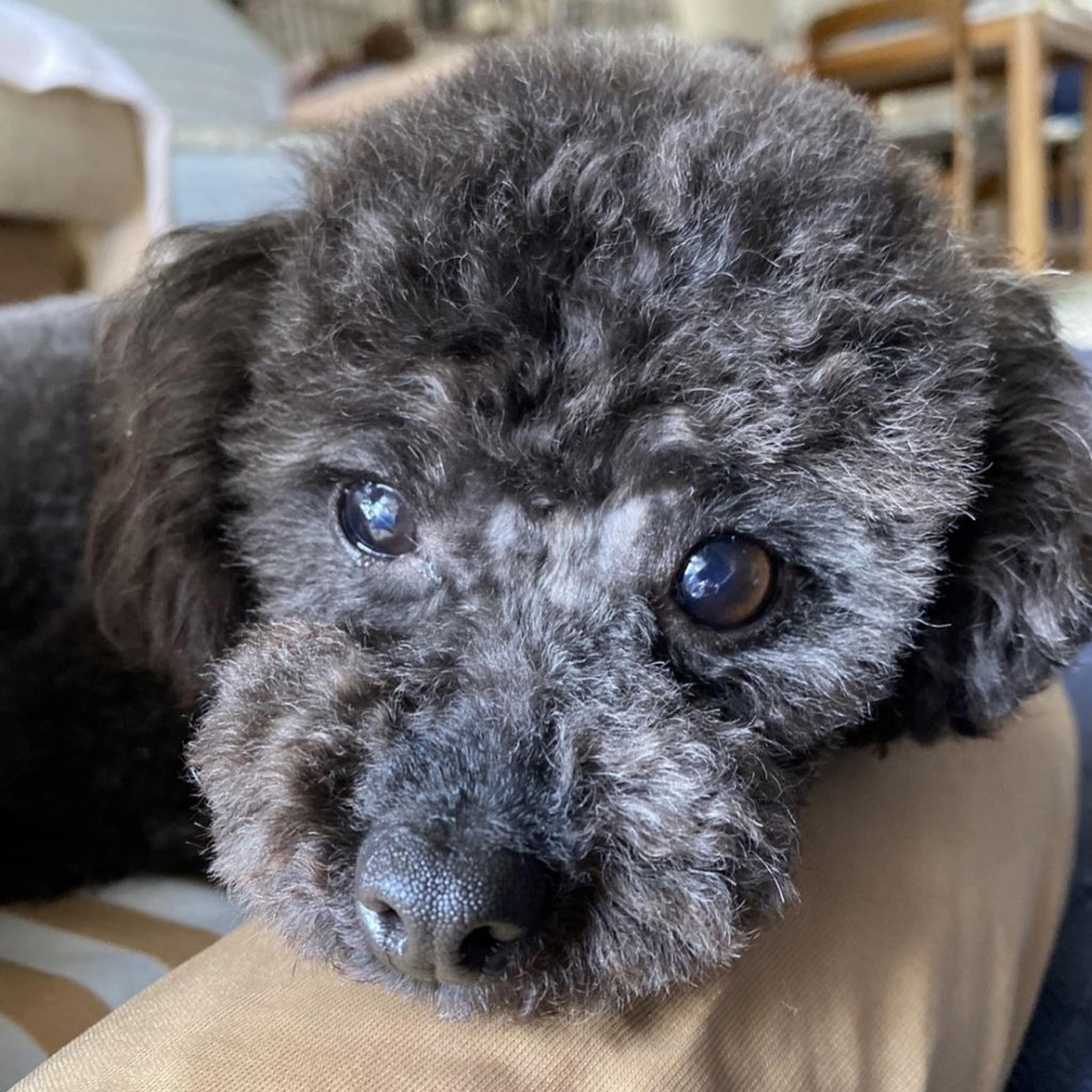 pet-image-5