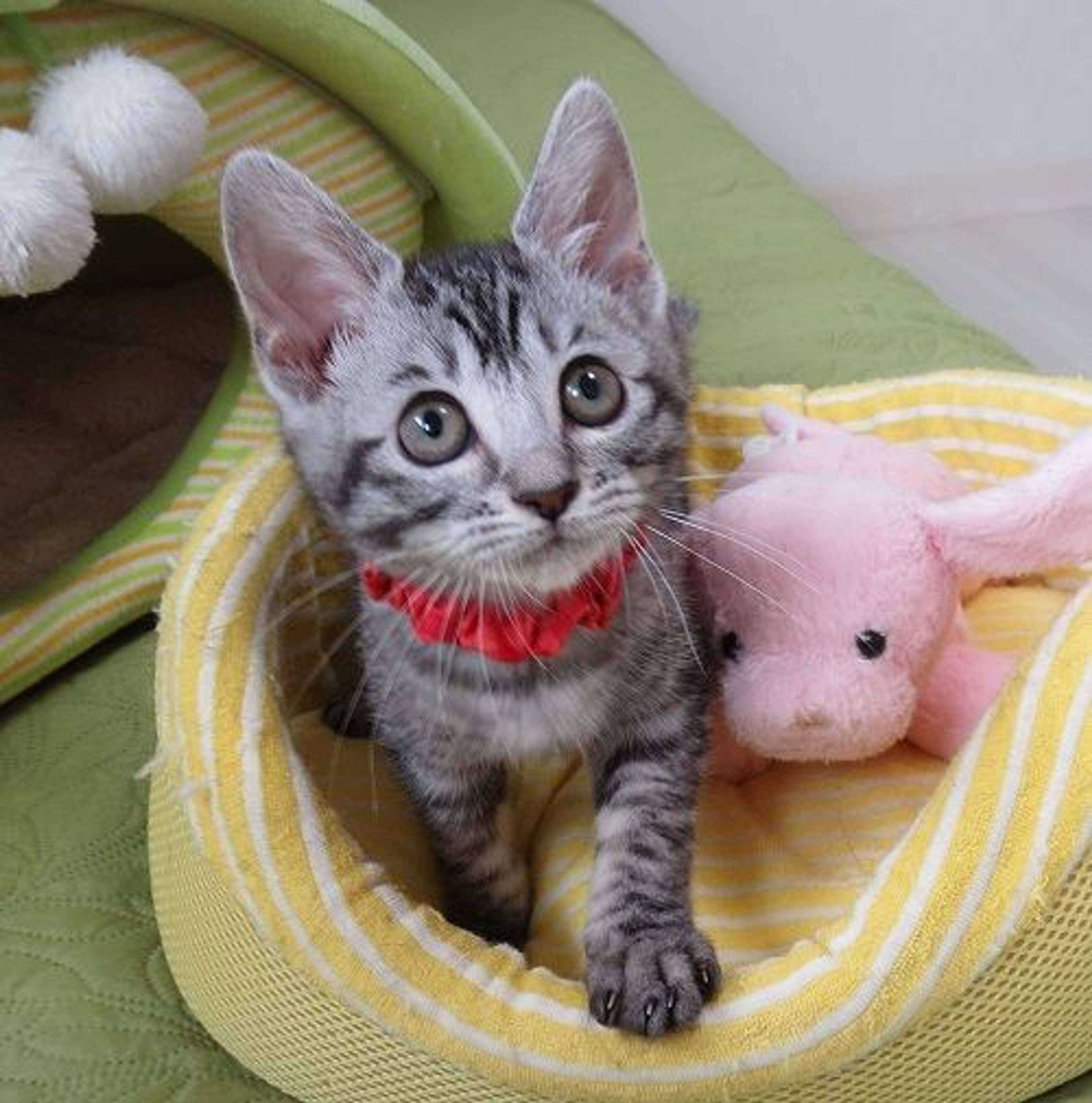 雑種（ミックス猫）・メスの里親募集の写真