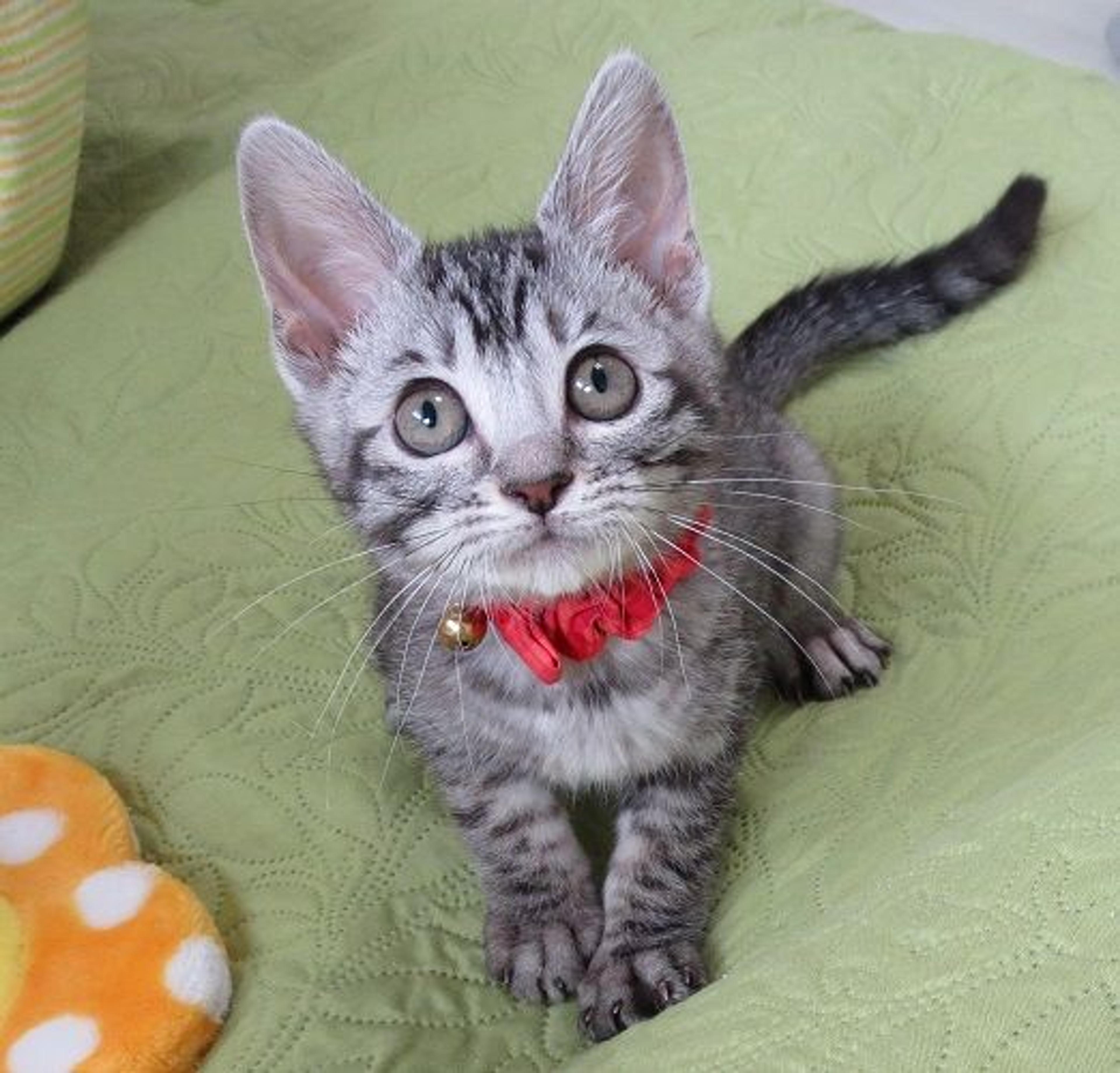 pet-image-3