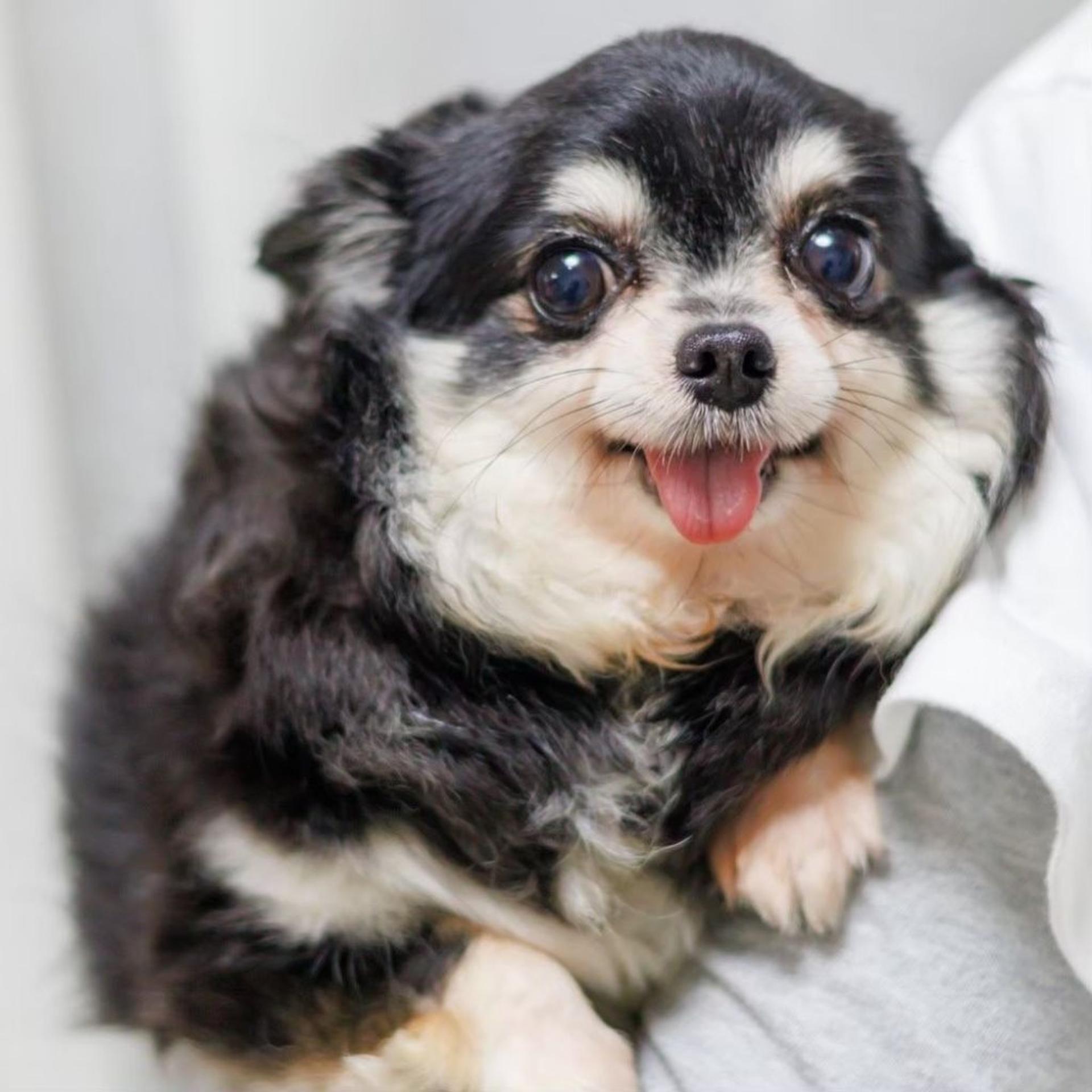 pet-image-4