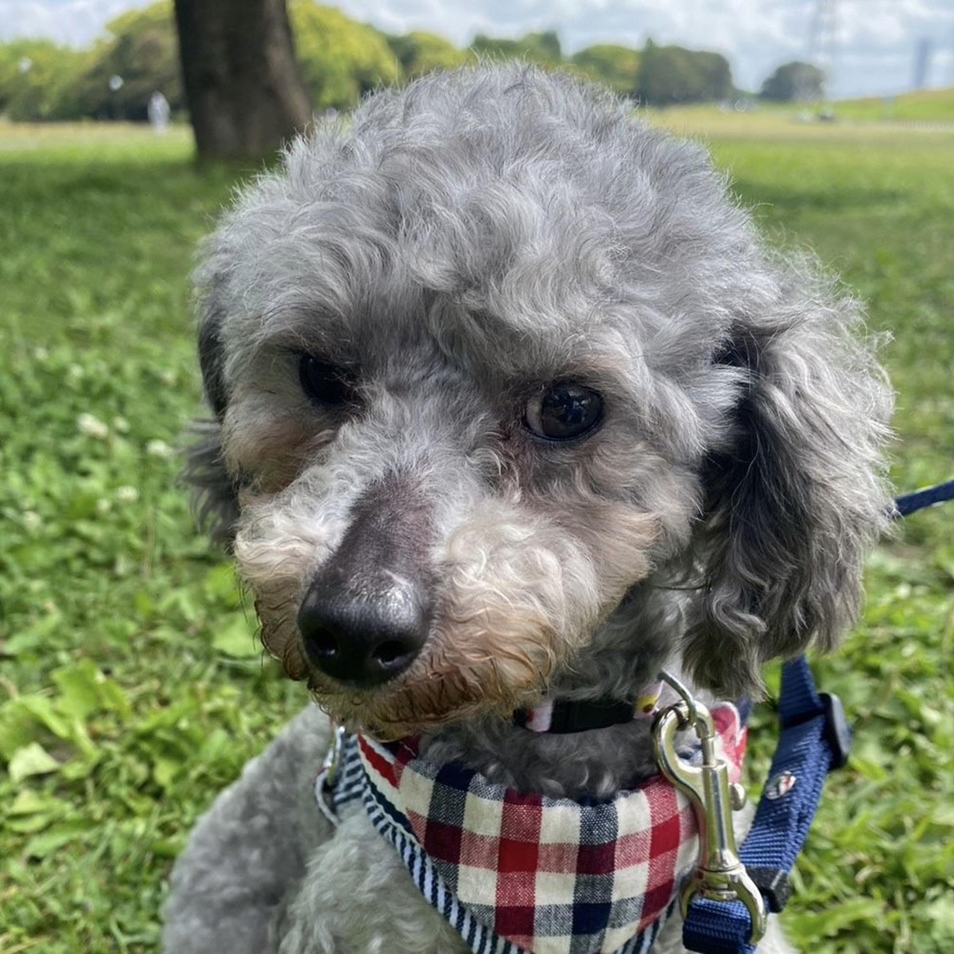 pet-image-4