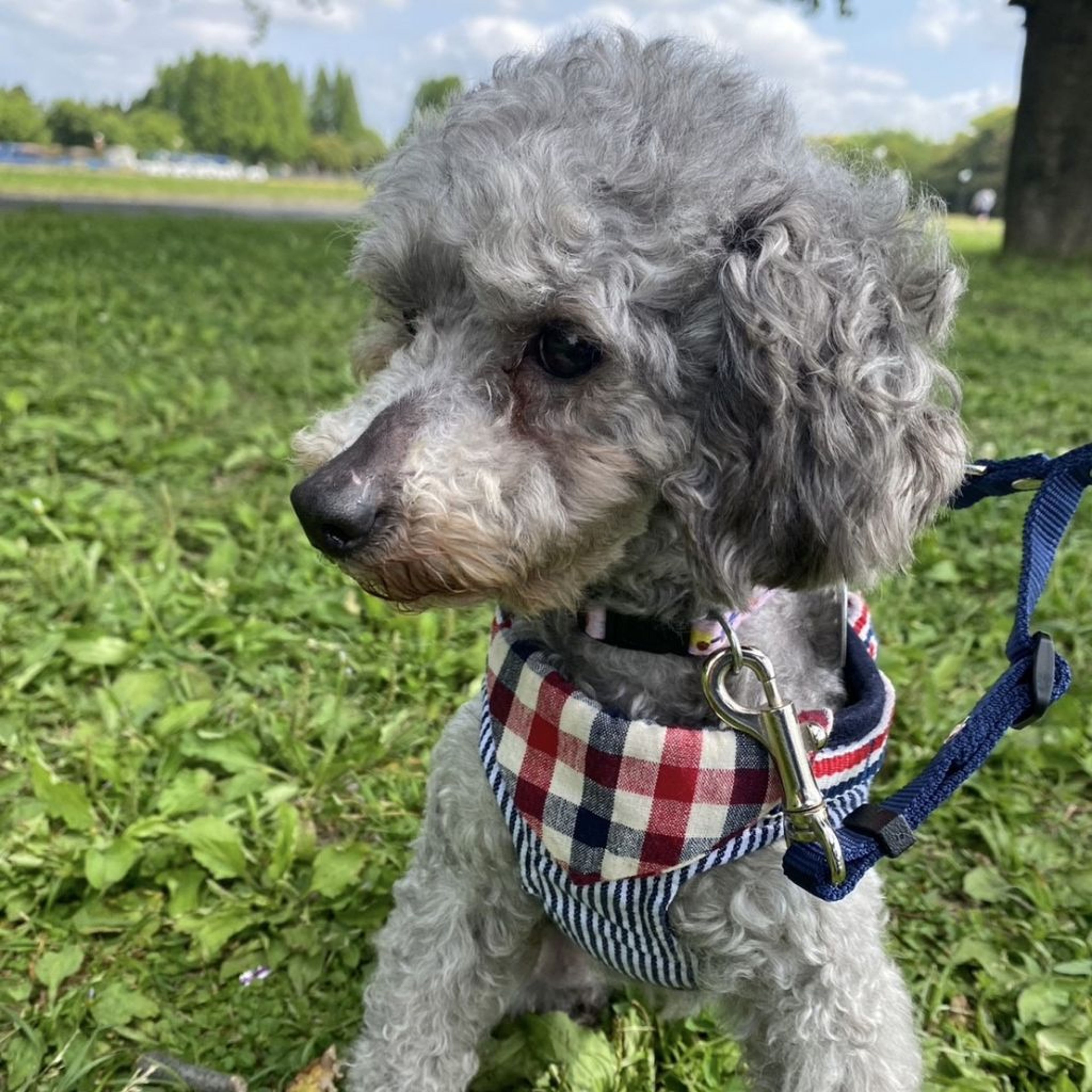 pet-image-5