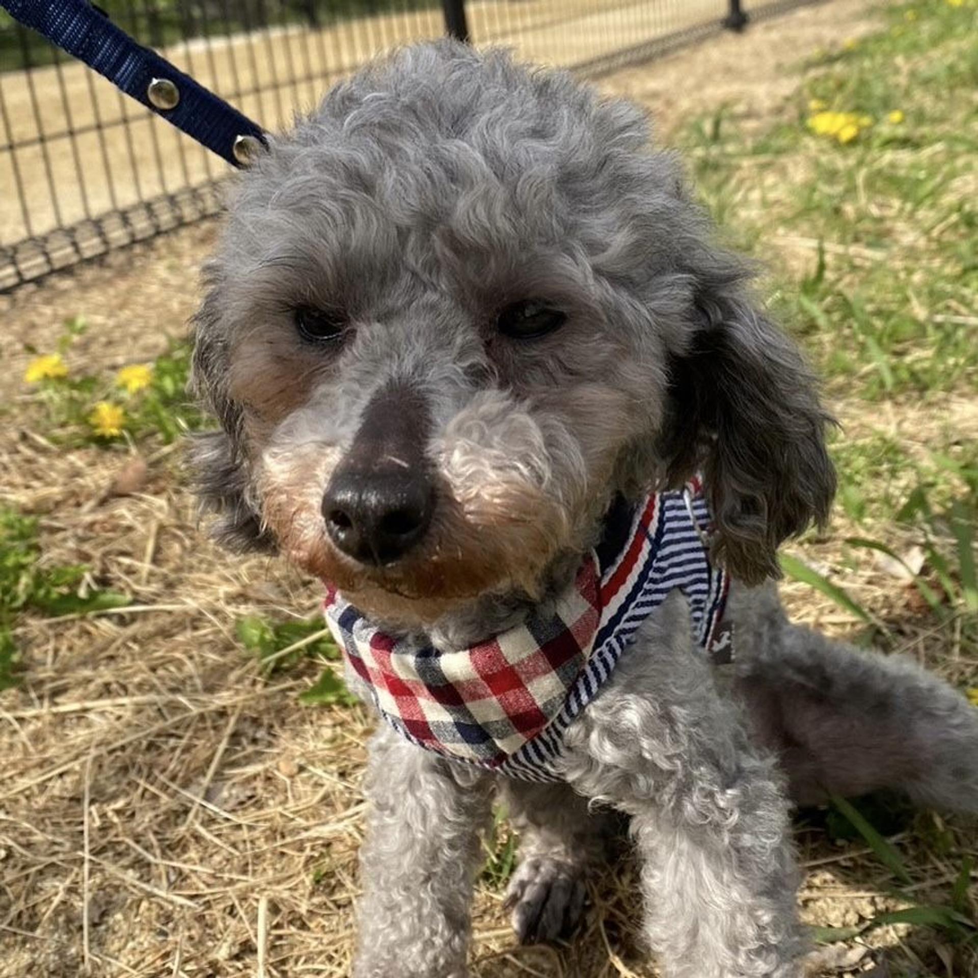 pet-image-6