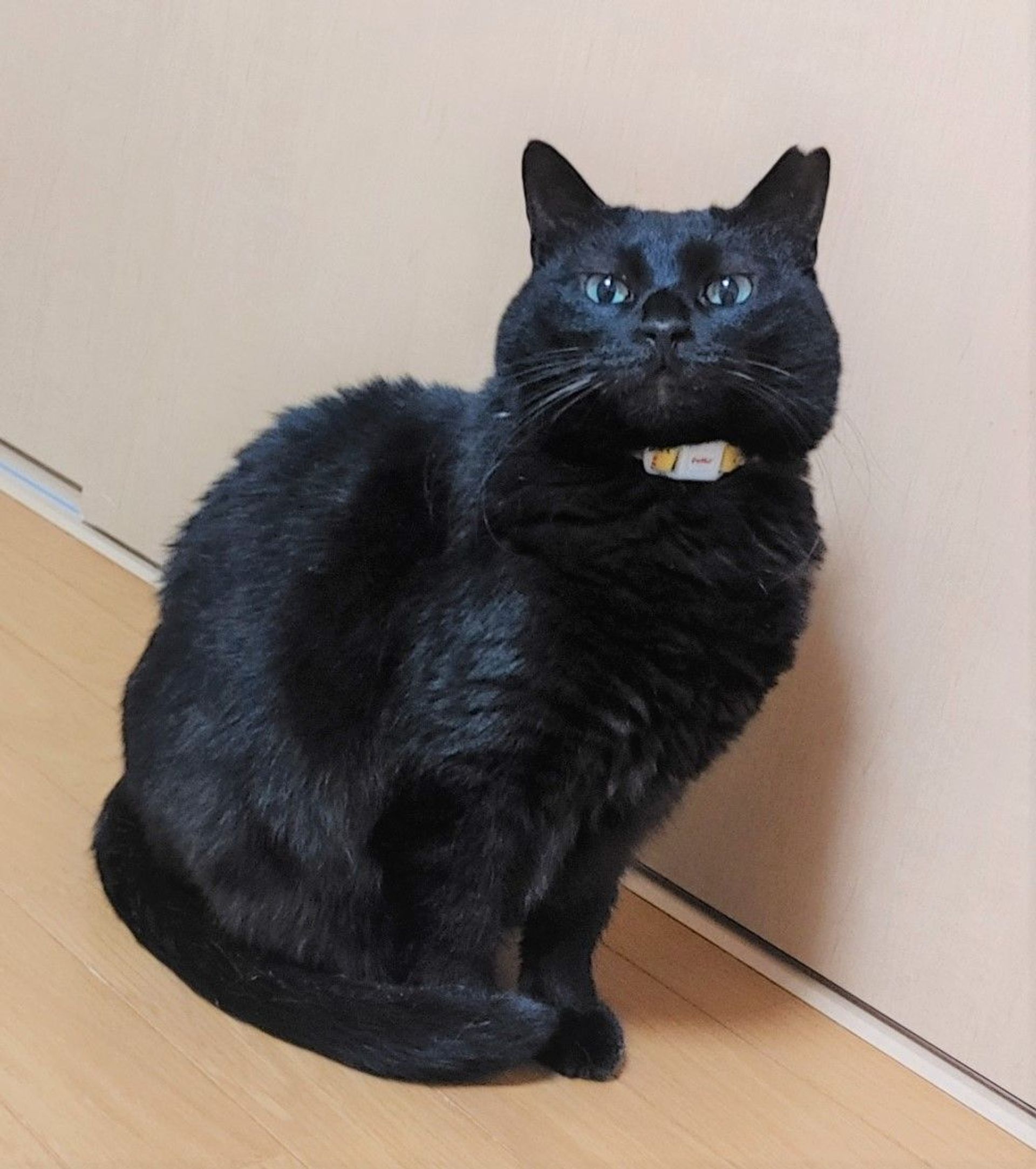 雑種（ミックス猫）・メスの里親募集の写真