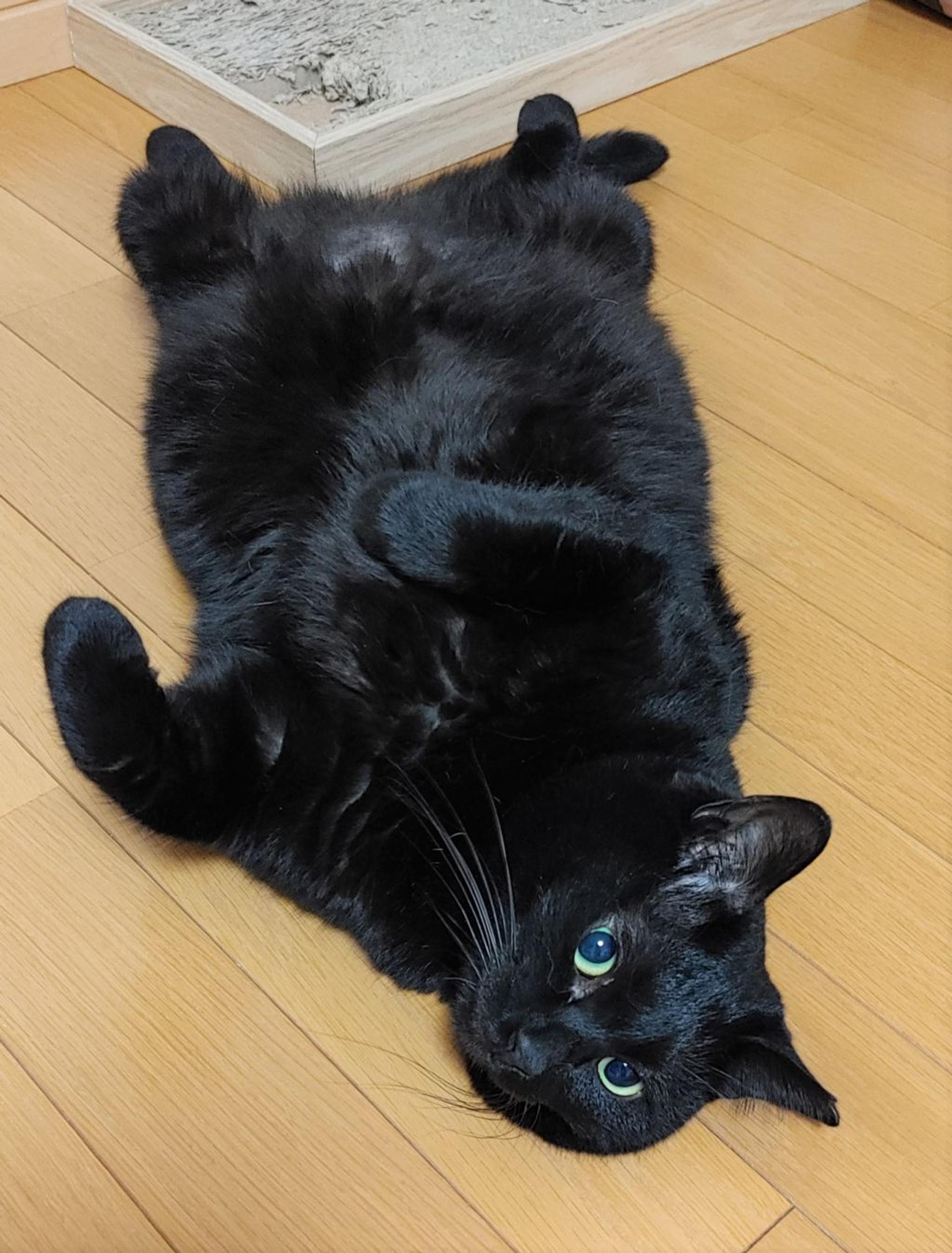 pet-image-4