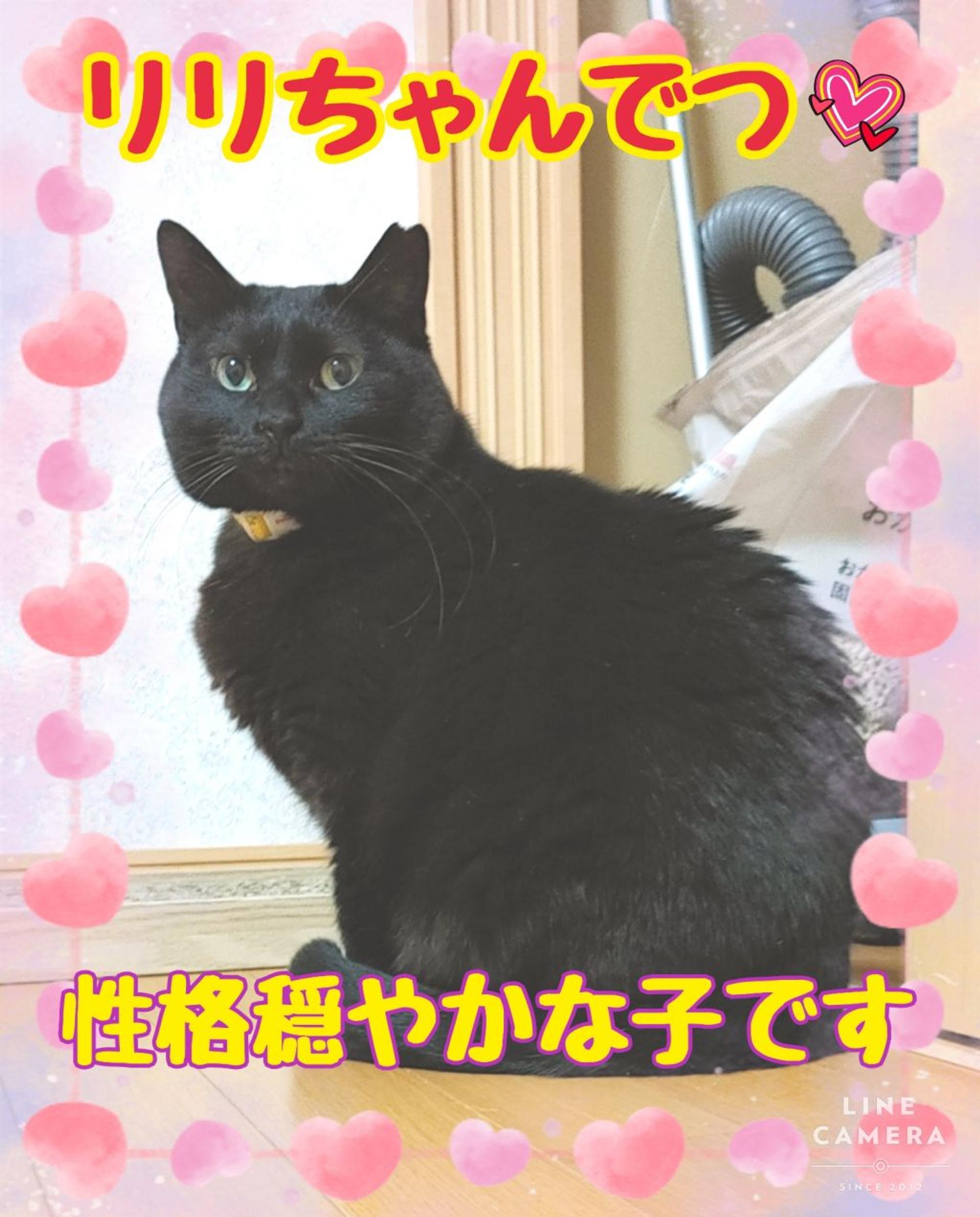 pet-image-8