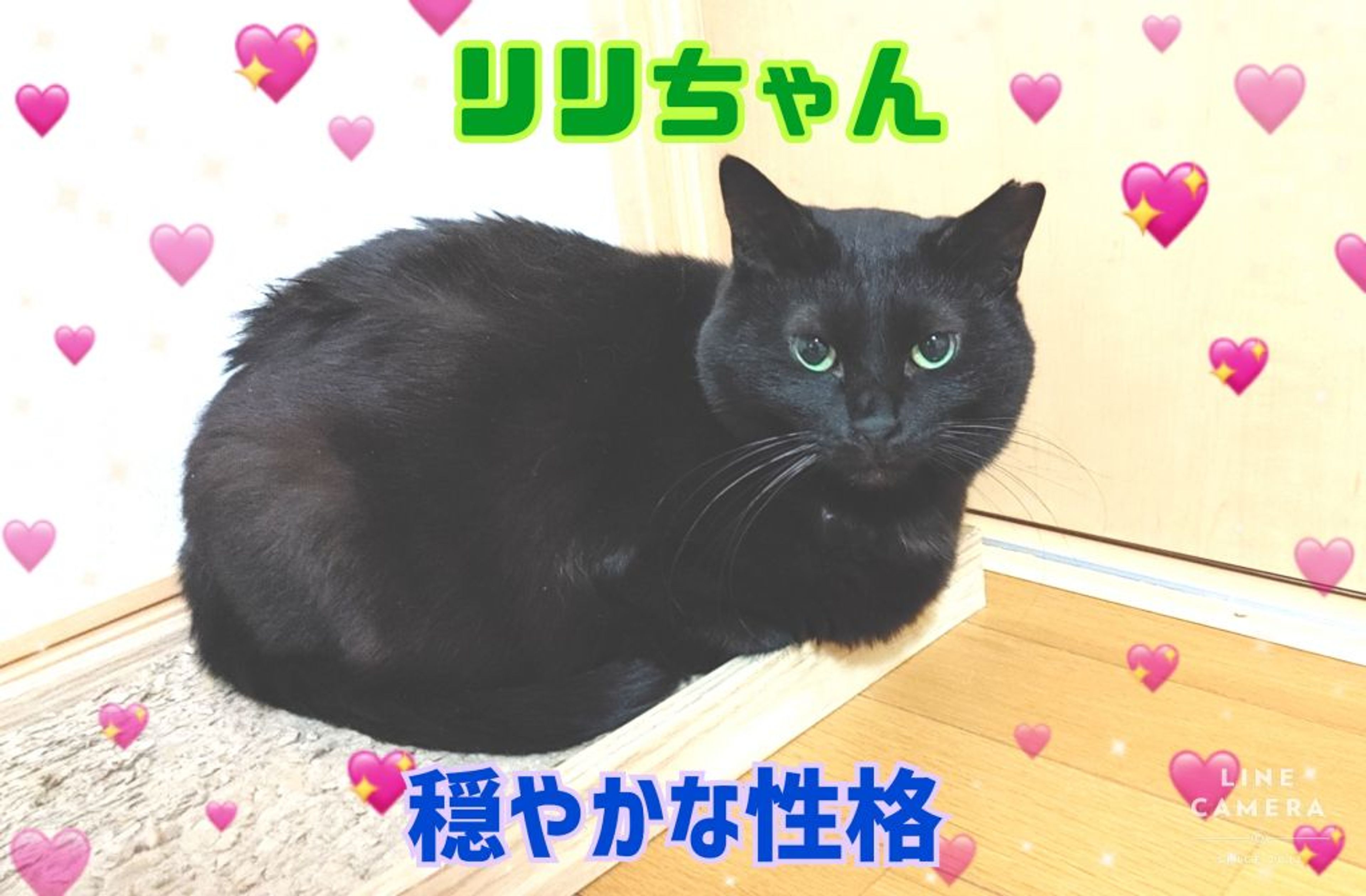pet-image-9