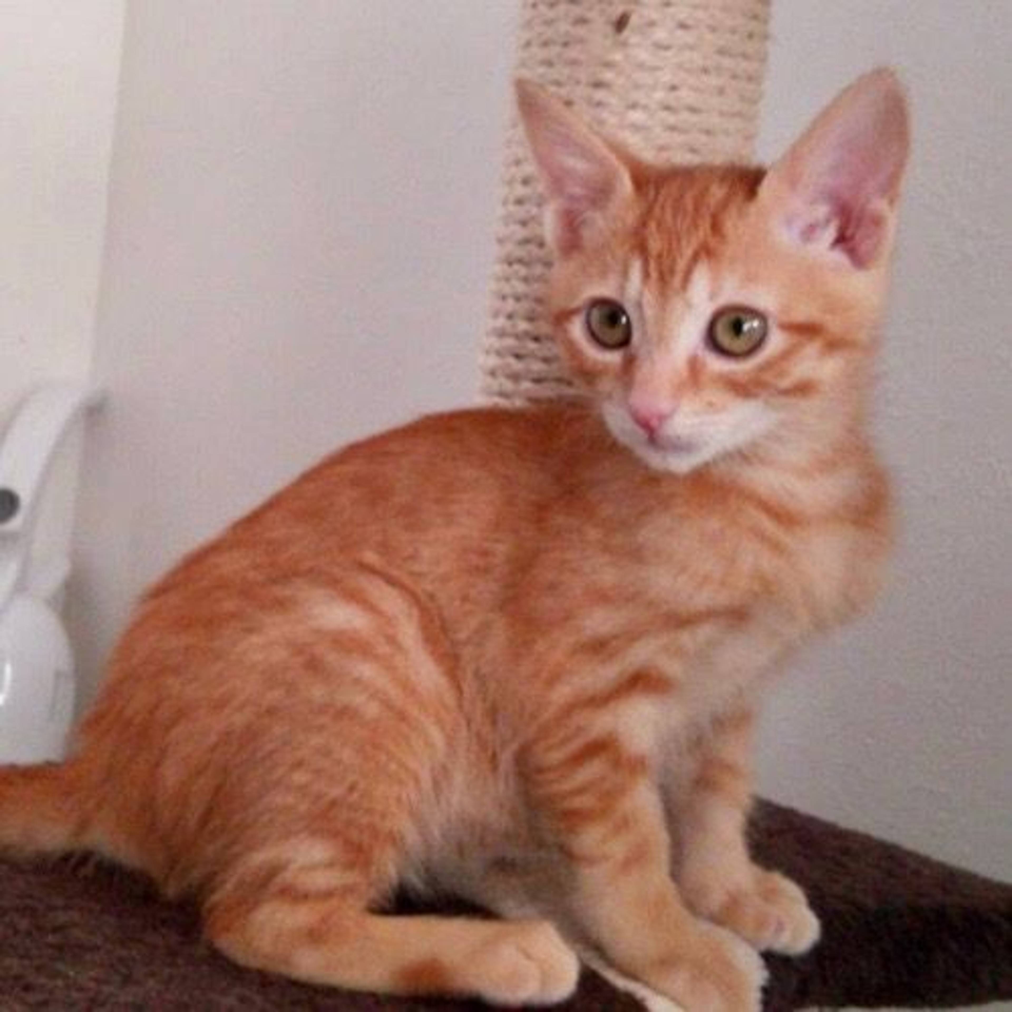 雑種（ミックス猫）・メスの里親募集の写真