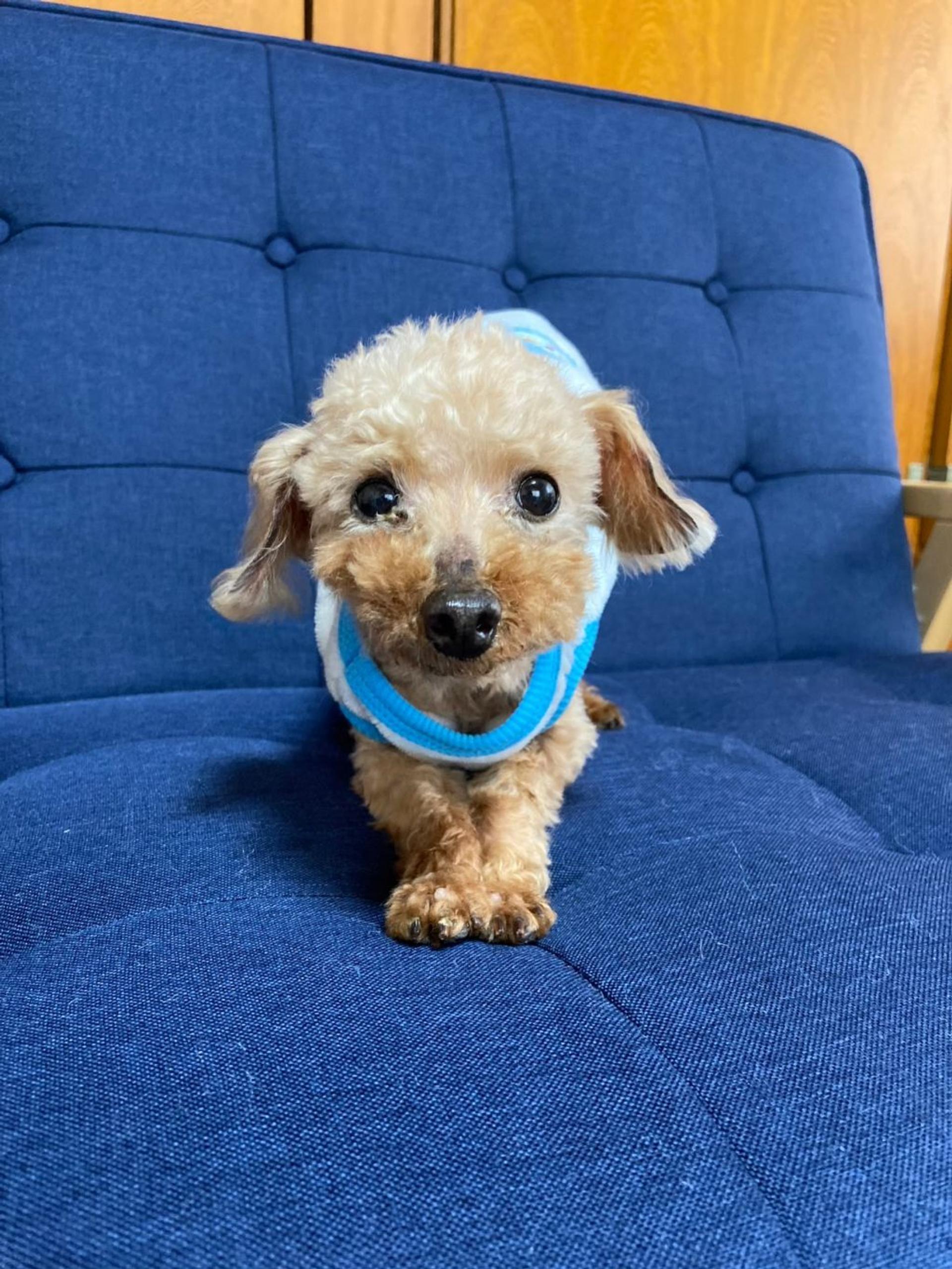 pet-image-2