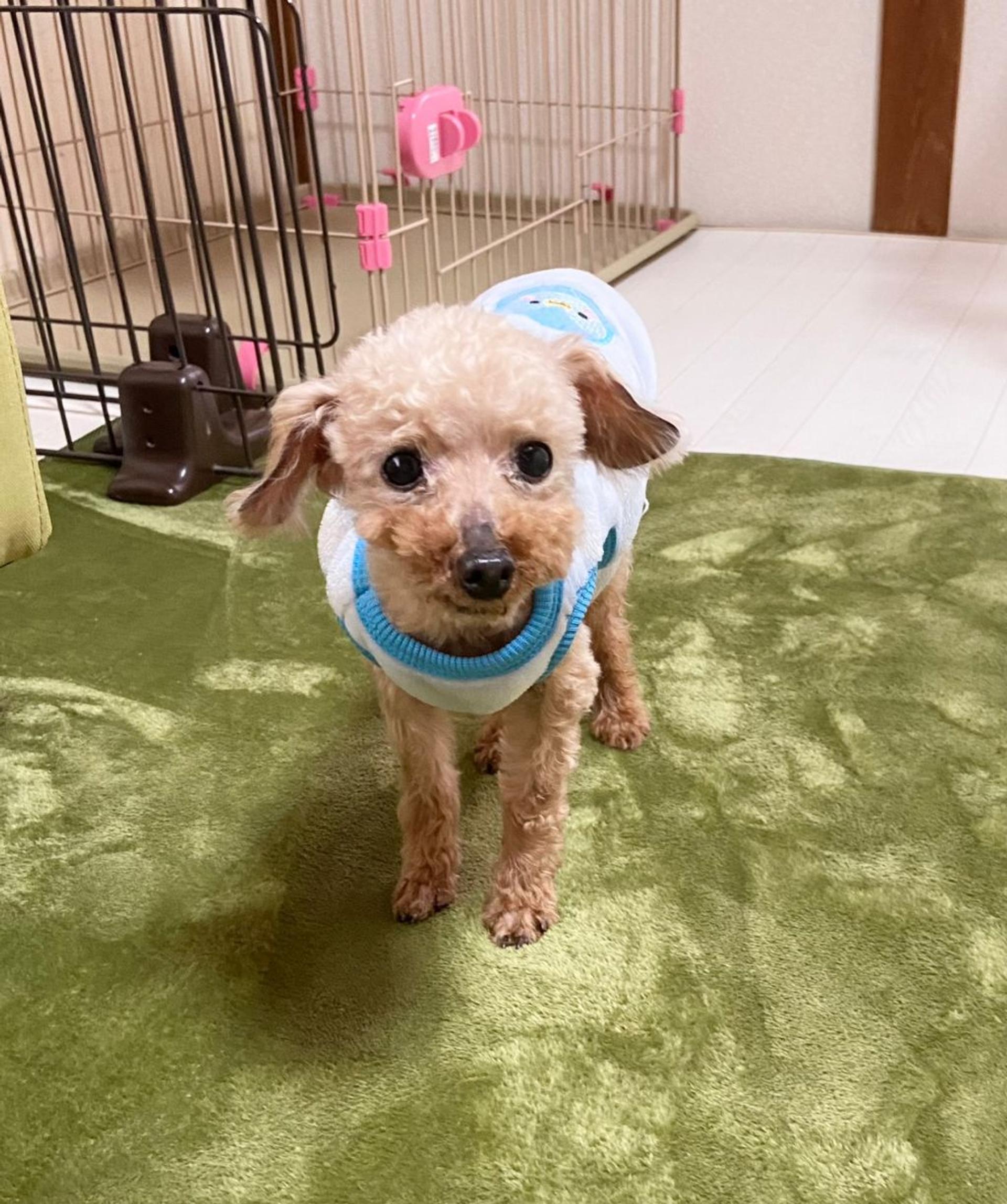 pet-image-3