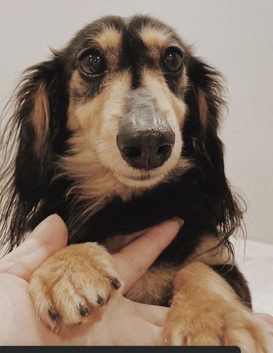 カルビの写真