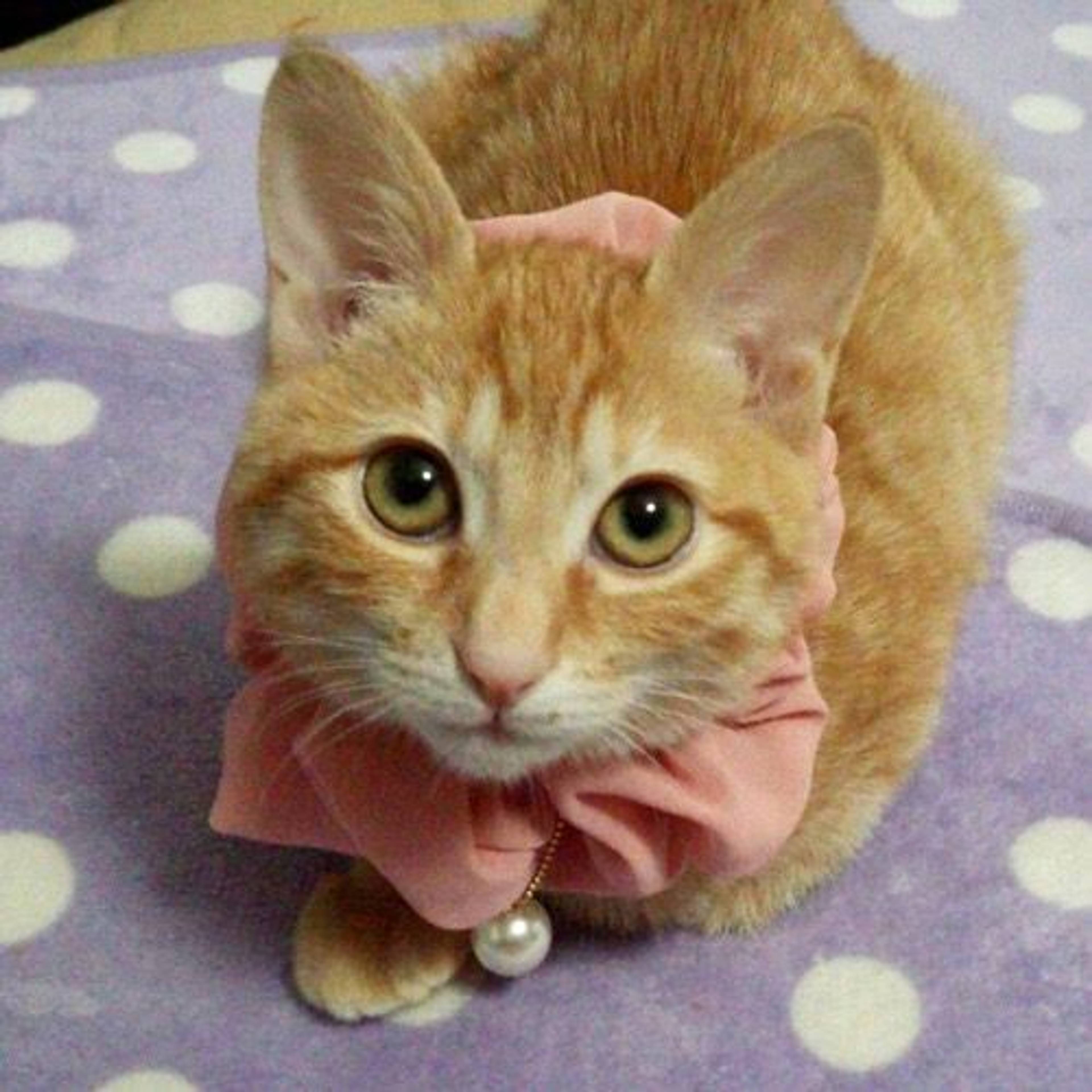 雑種（ミックス猫）・メスの里親募集の写真